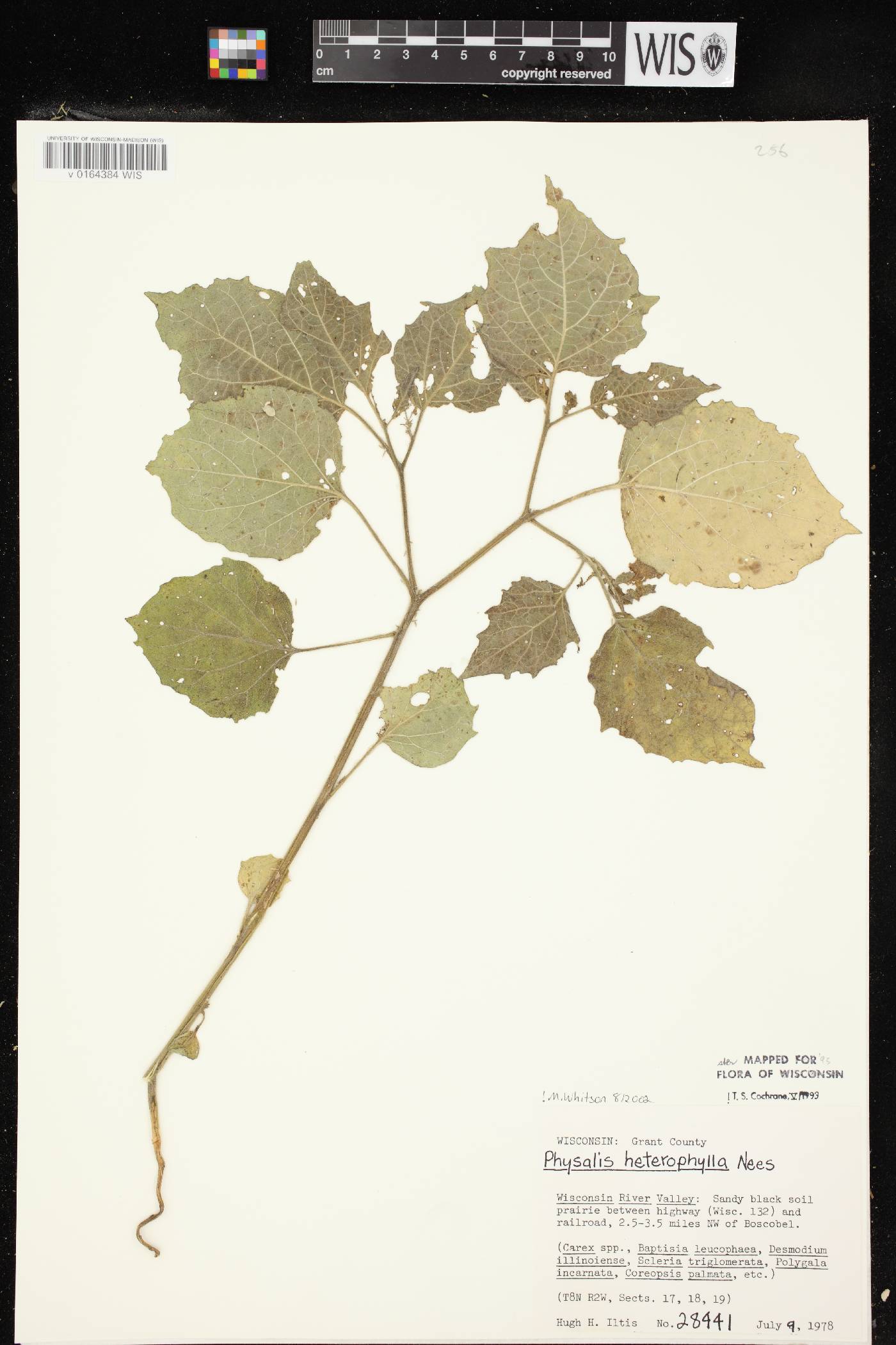 Physalis heterophylla var. heterophylla image