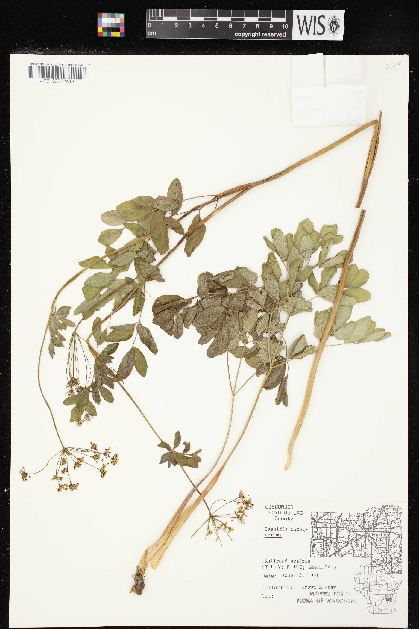 Taenidia integerrima image