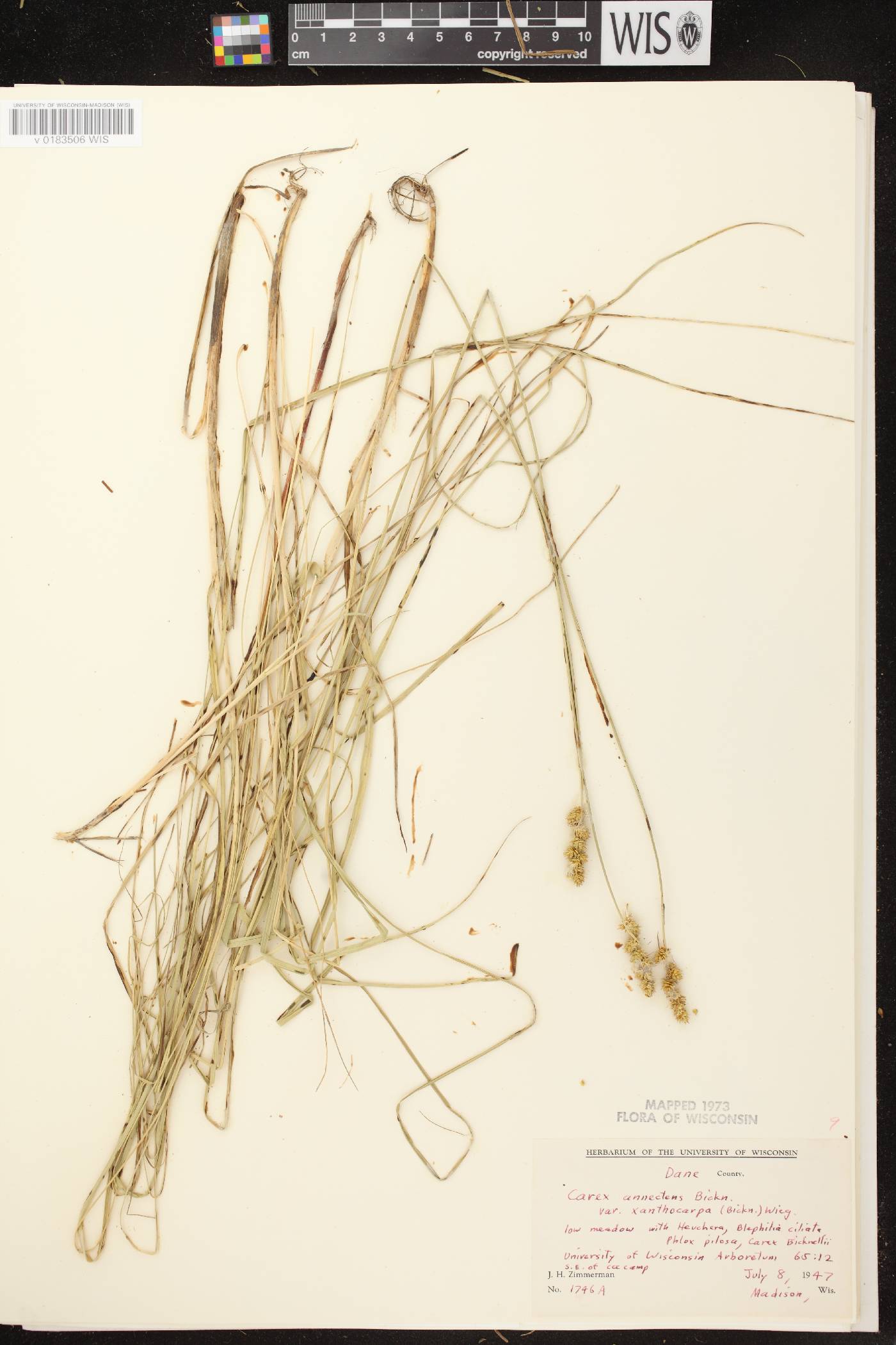 Carex annectens image