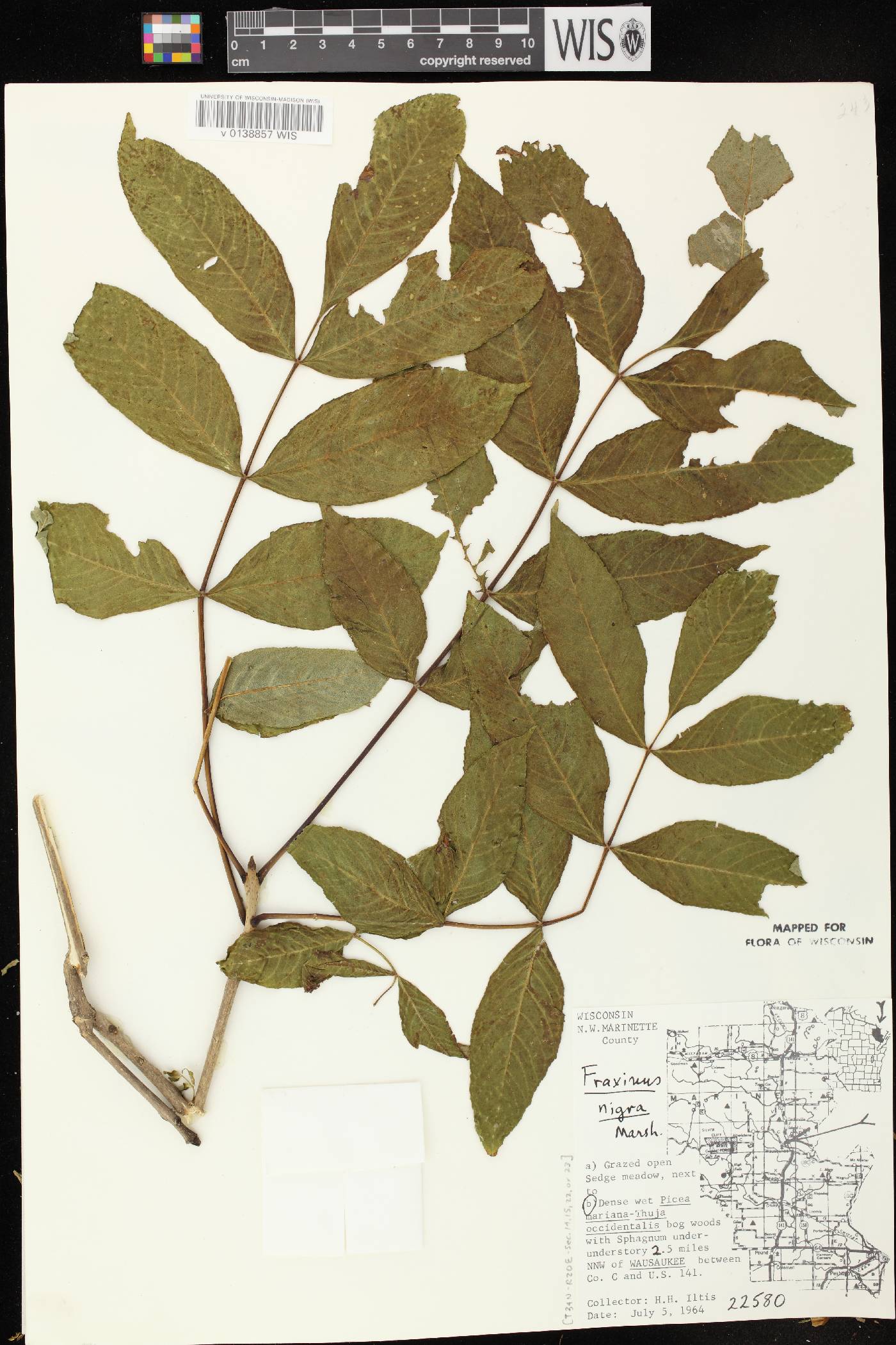 Fraxinus nigra image