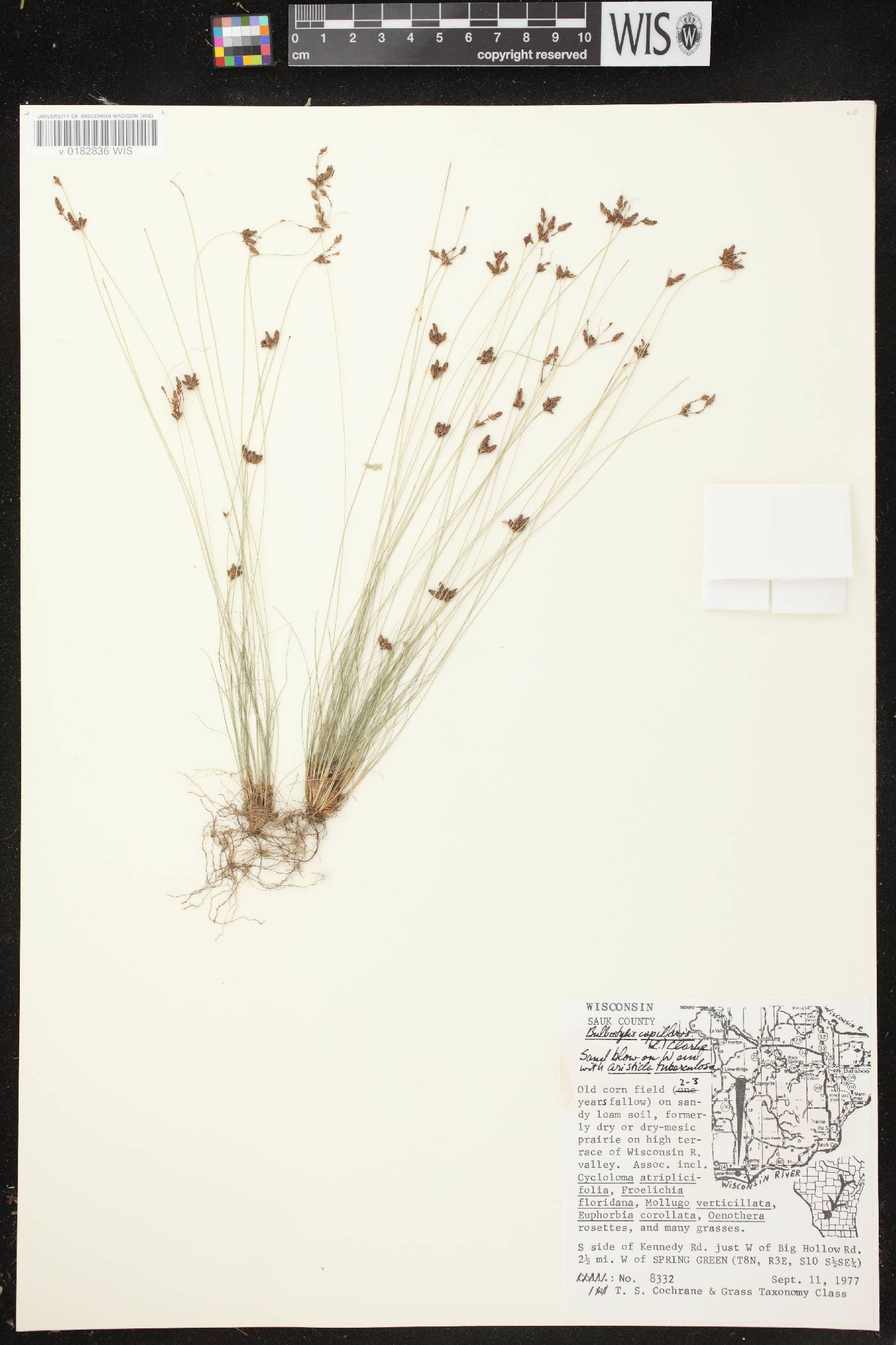 Bulbostylis capillaris image