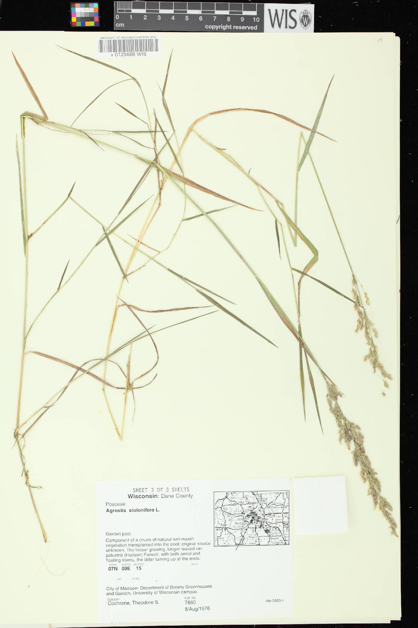 Agrostis stolonifera image