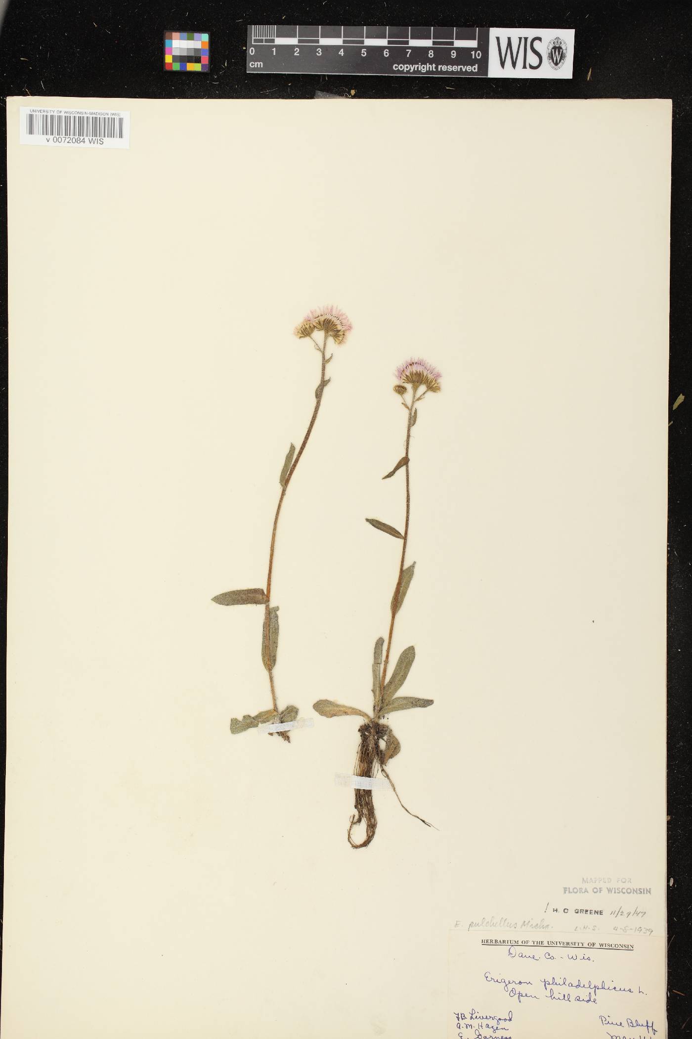 Erigeron pulchellus image