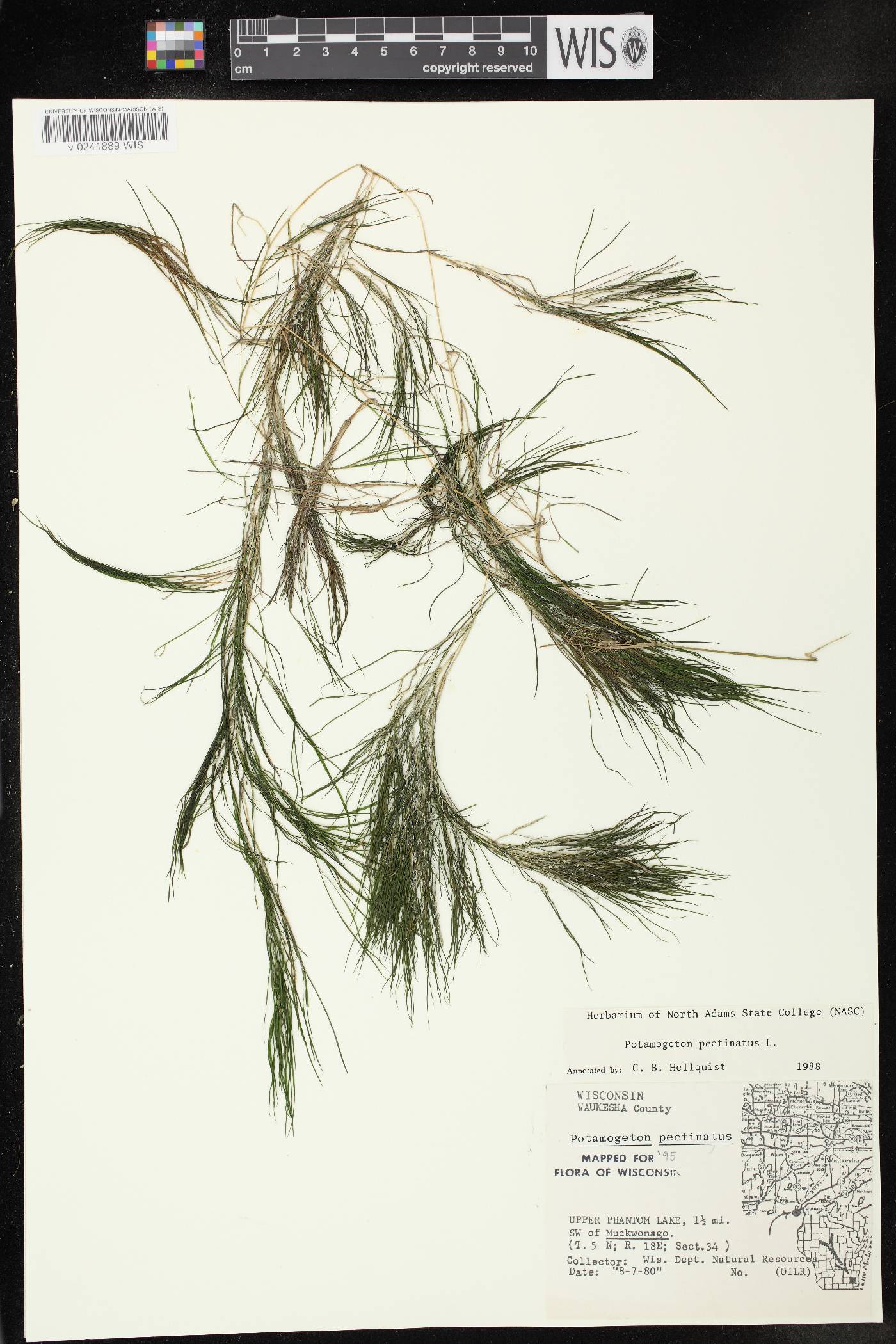 Stuckenia pectinata image