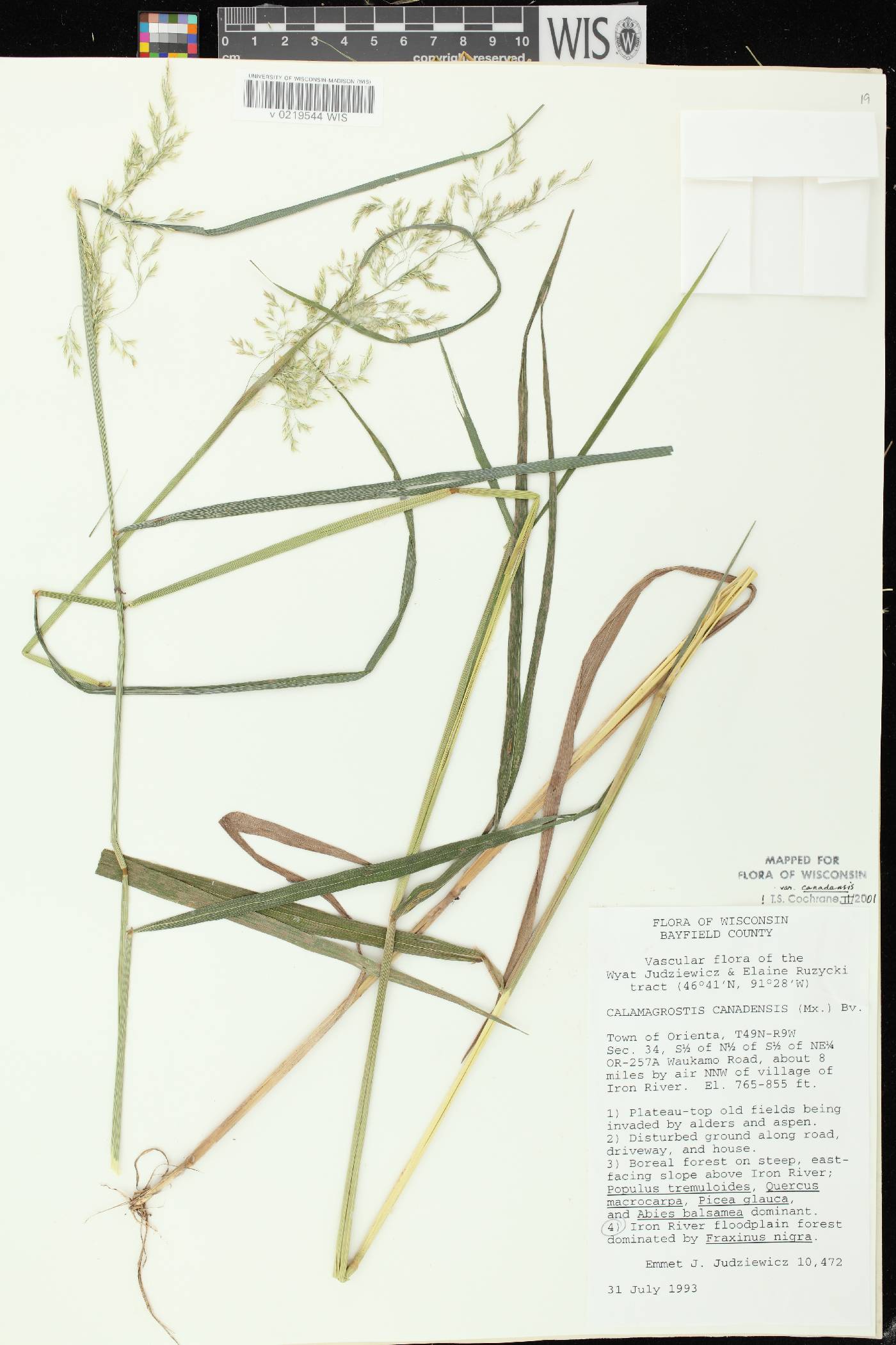 Calamagrostis canadensis var. canadensis image