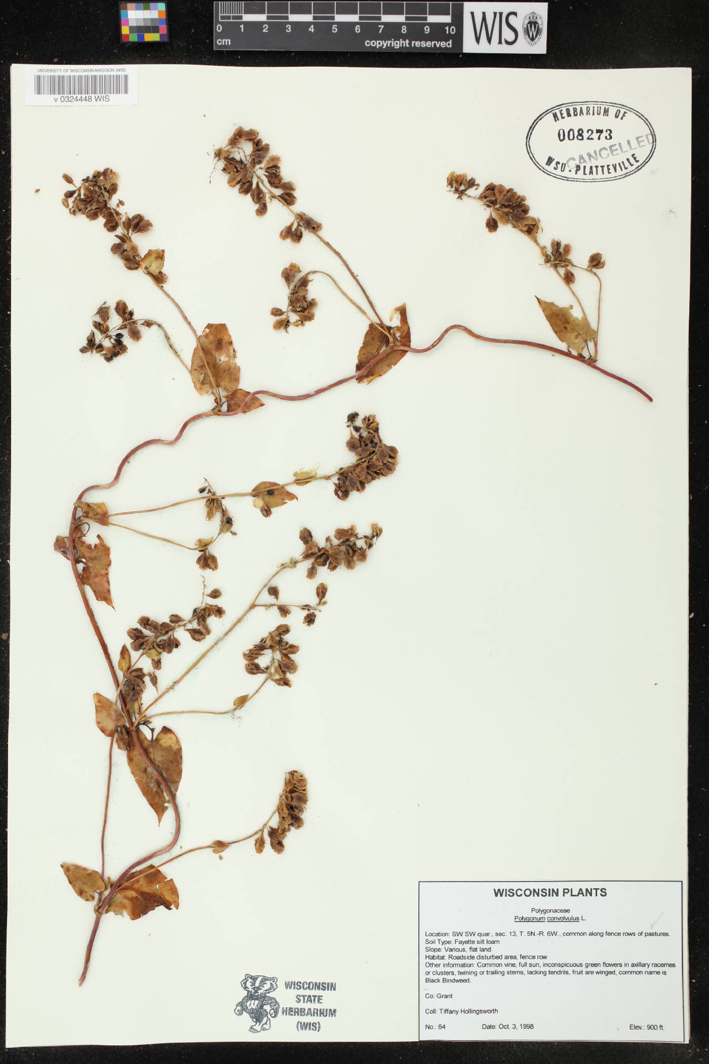 Fallopia convolvulus image