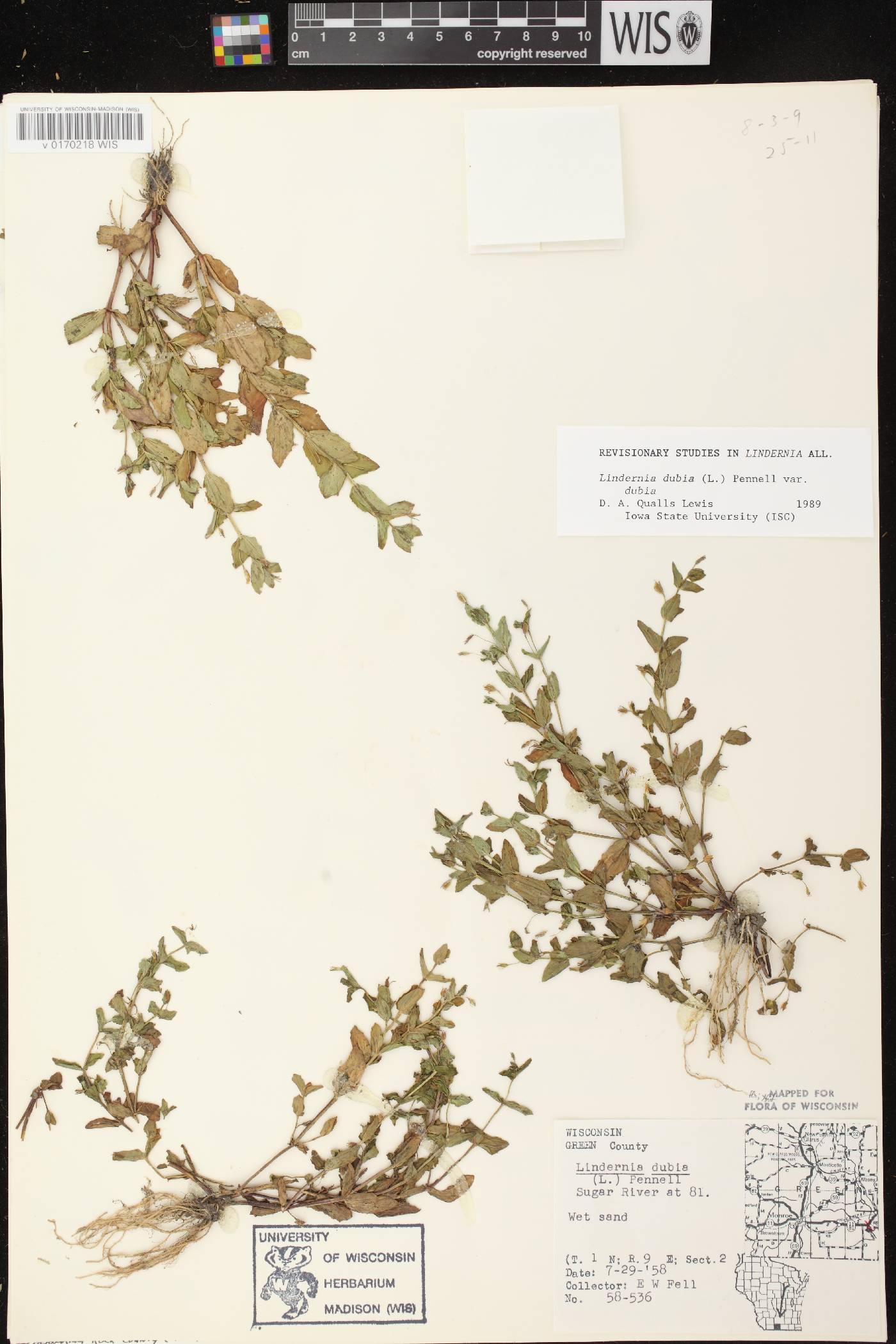 Lindernia dubia image