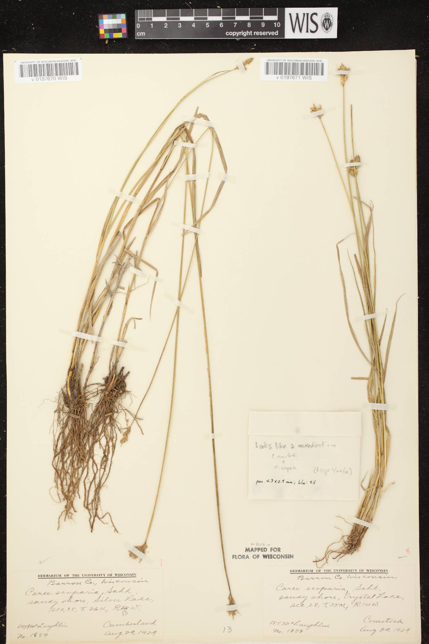 Carex scoparia var. scoparia image