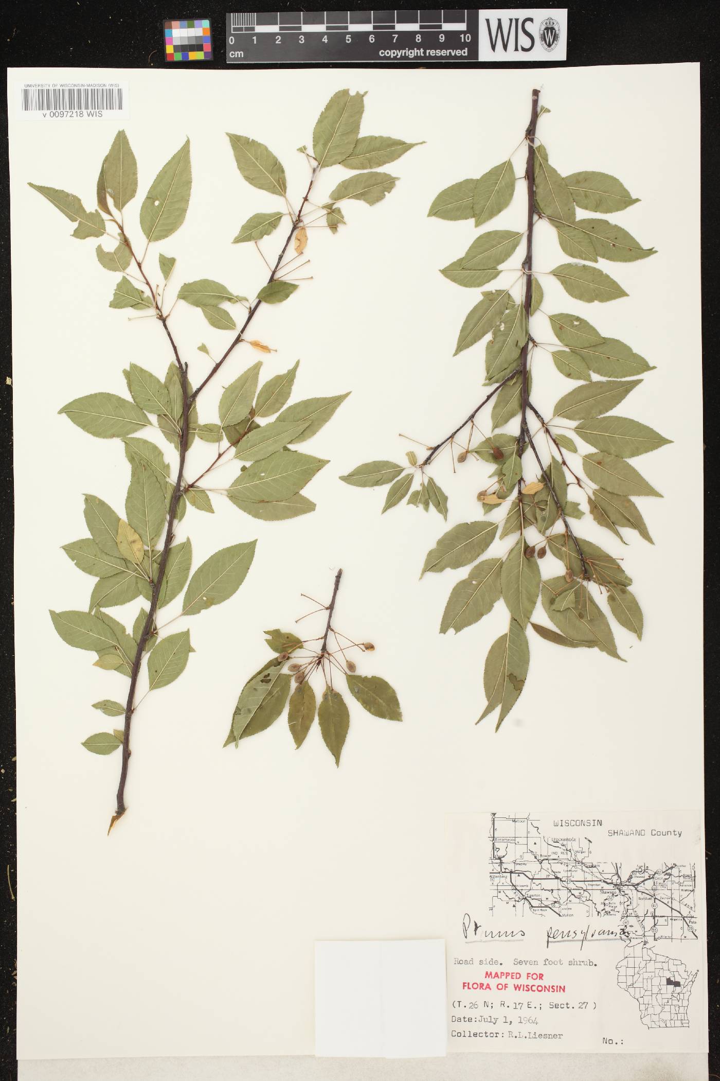 Prunus pensylvanica image