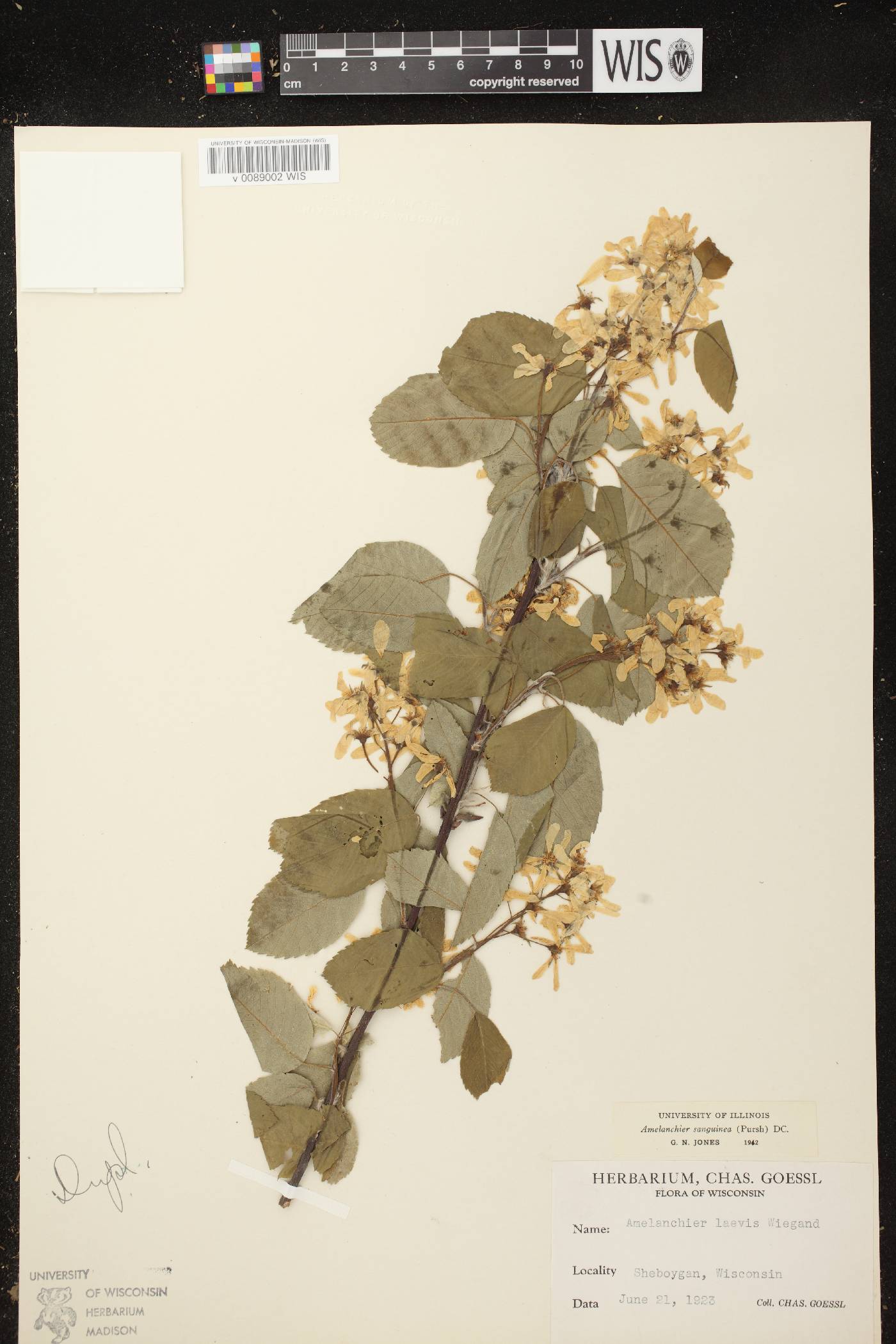 Amelanchier sanguinea image