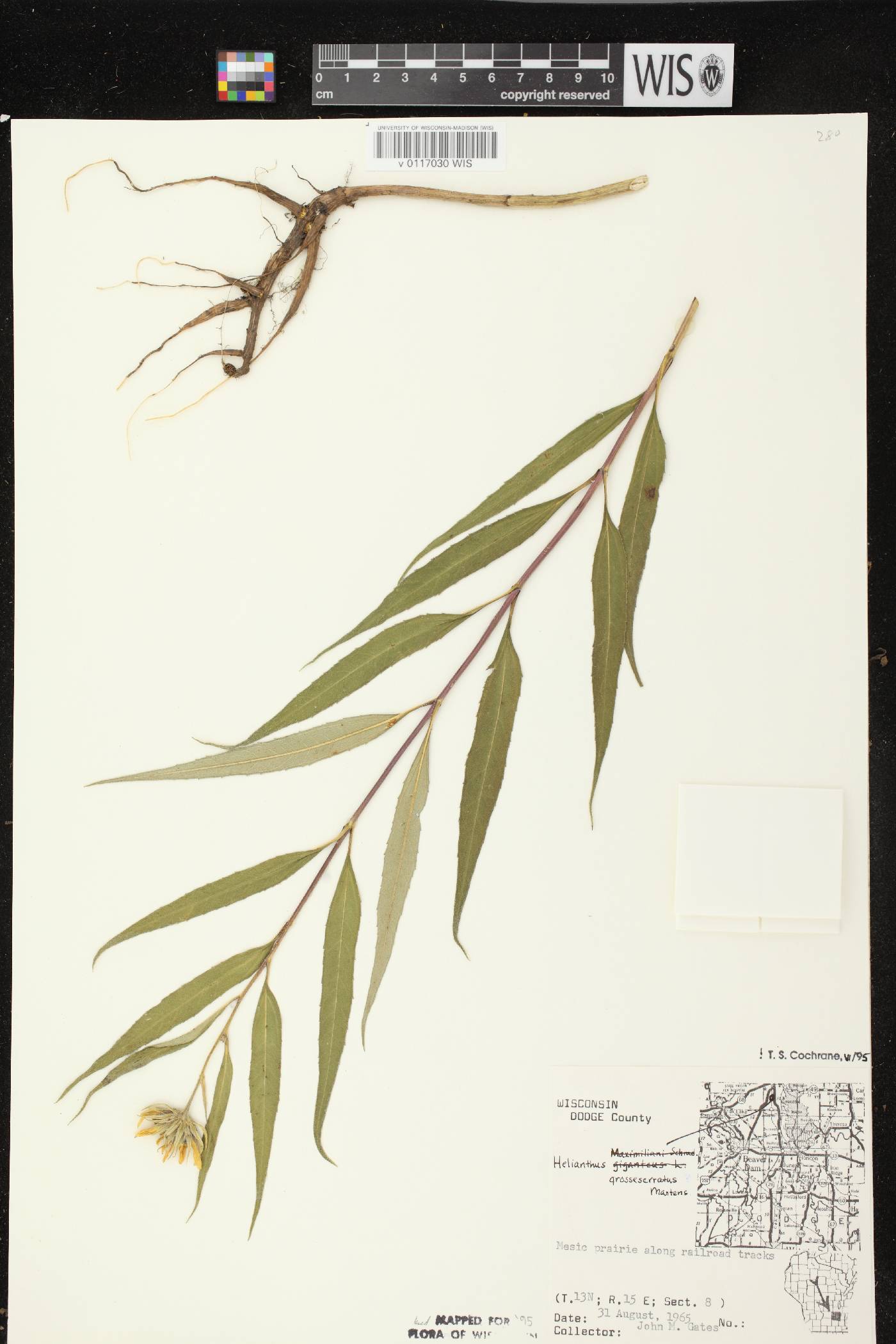Helianthus grosseserratus image