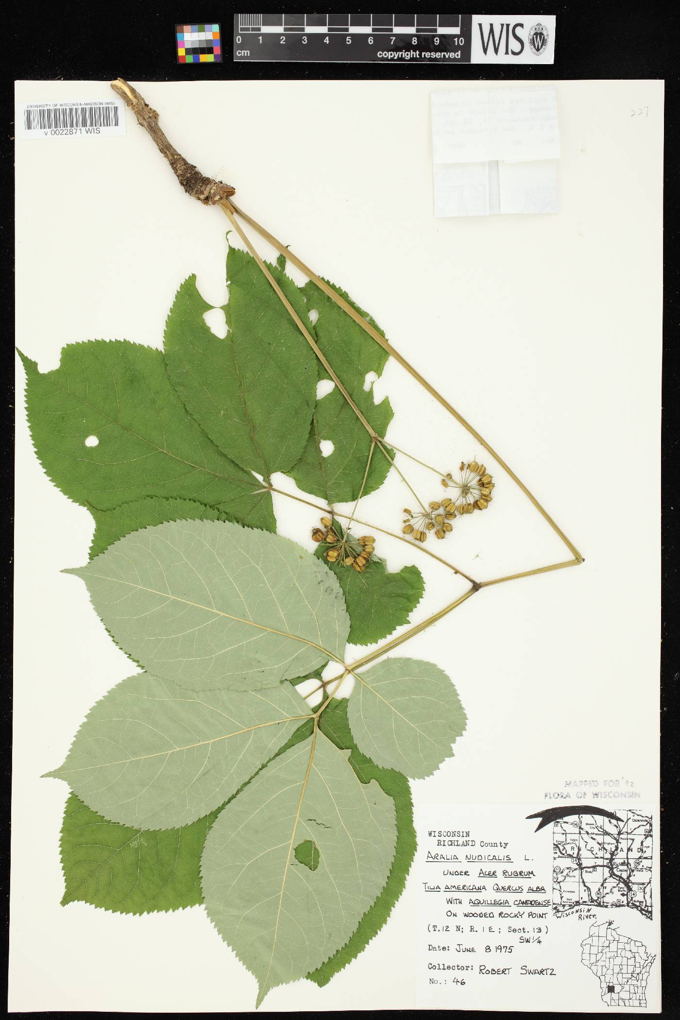 Aralia nudicaulis image