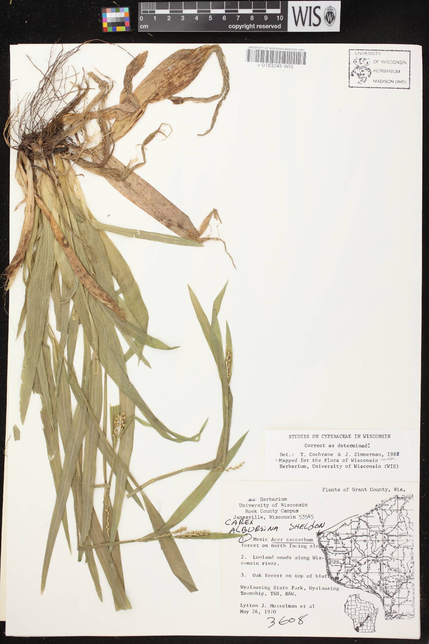 Carex albursina image