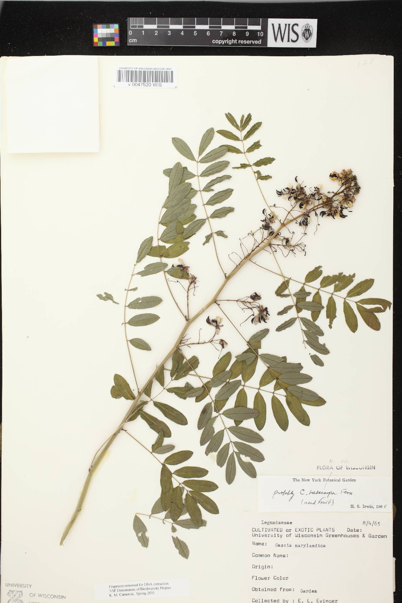 Senna hebecarpa image