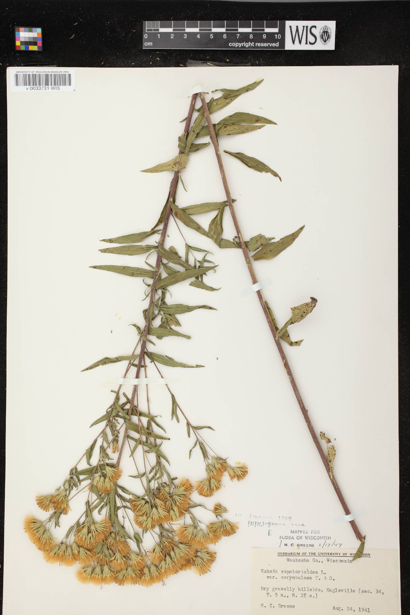 Brickellia eupatorioides image