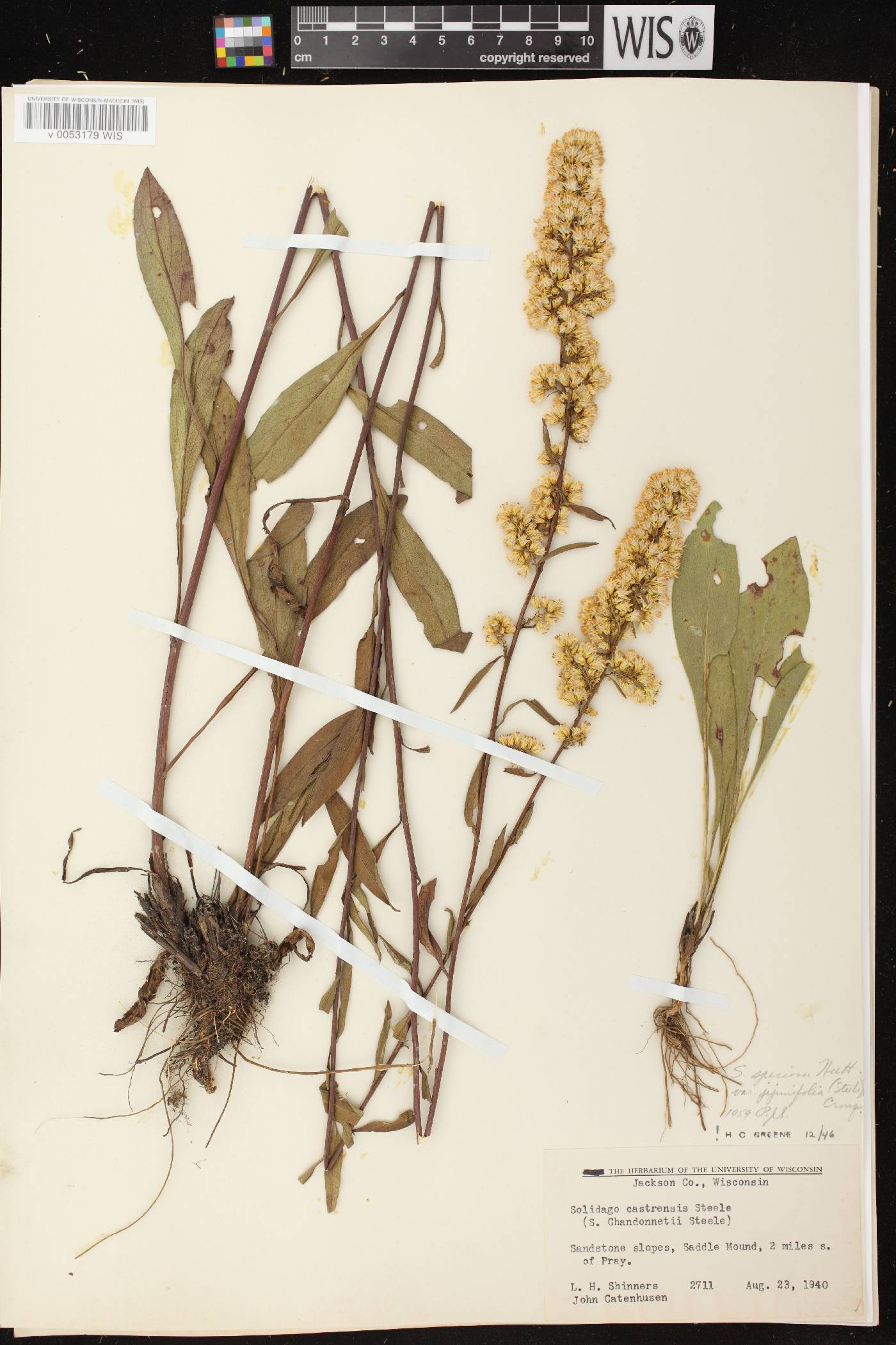 Solidago speciosa image
