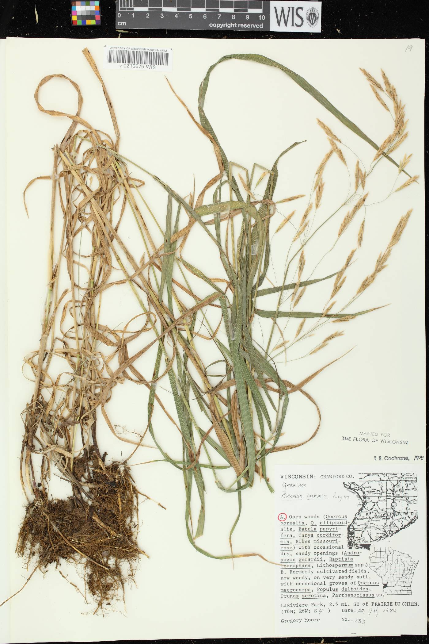 Bromus inermis image