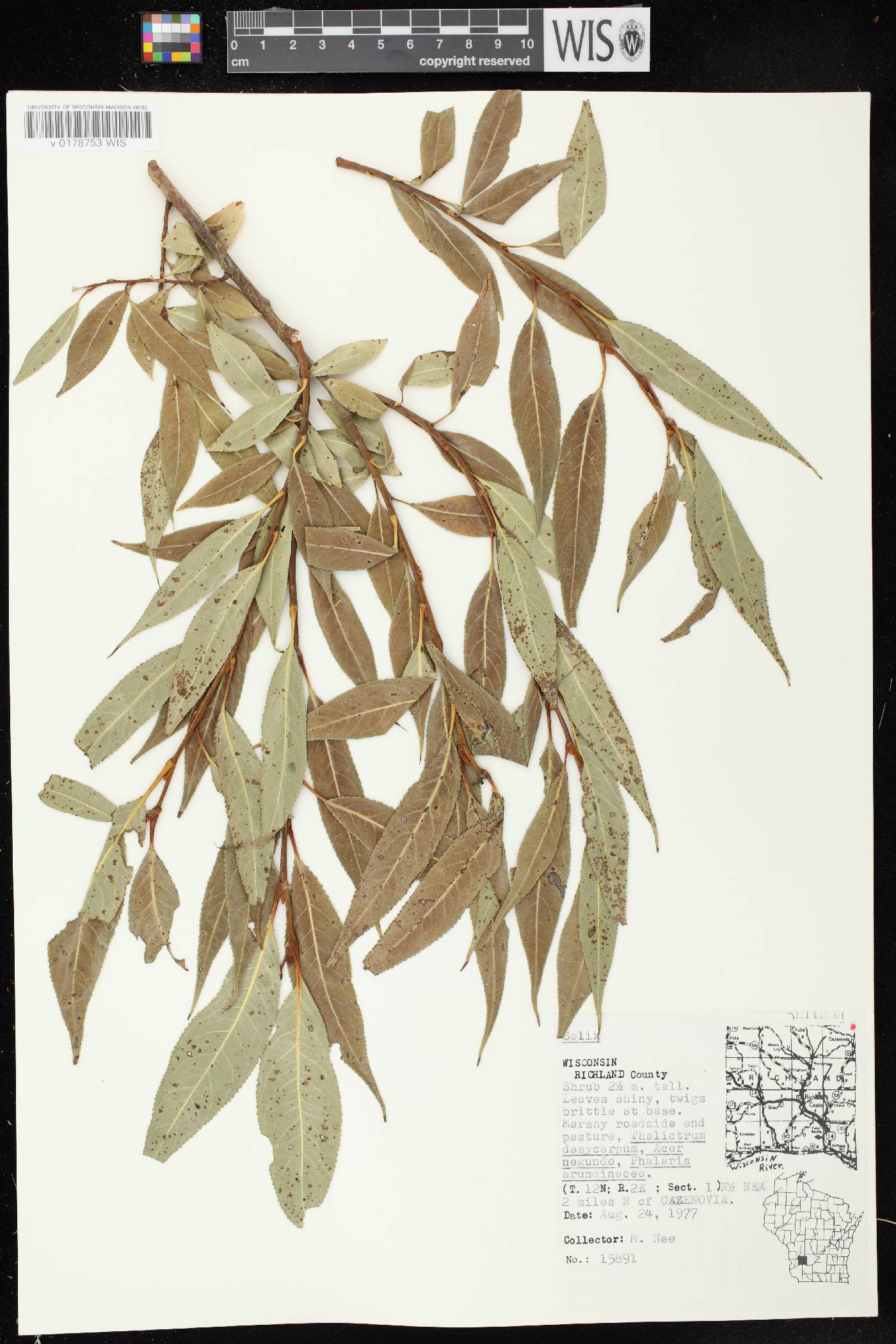 Salix lucida image
