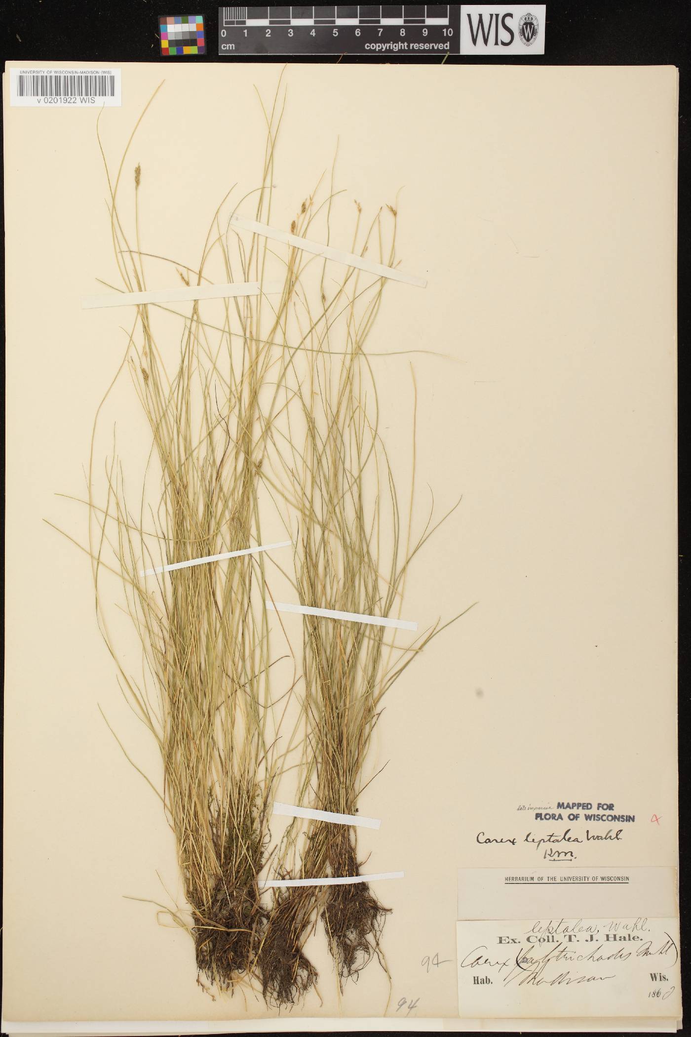 Carex leptalea subsp. leptalea image