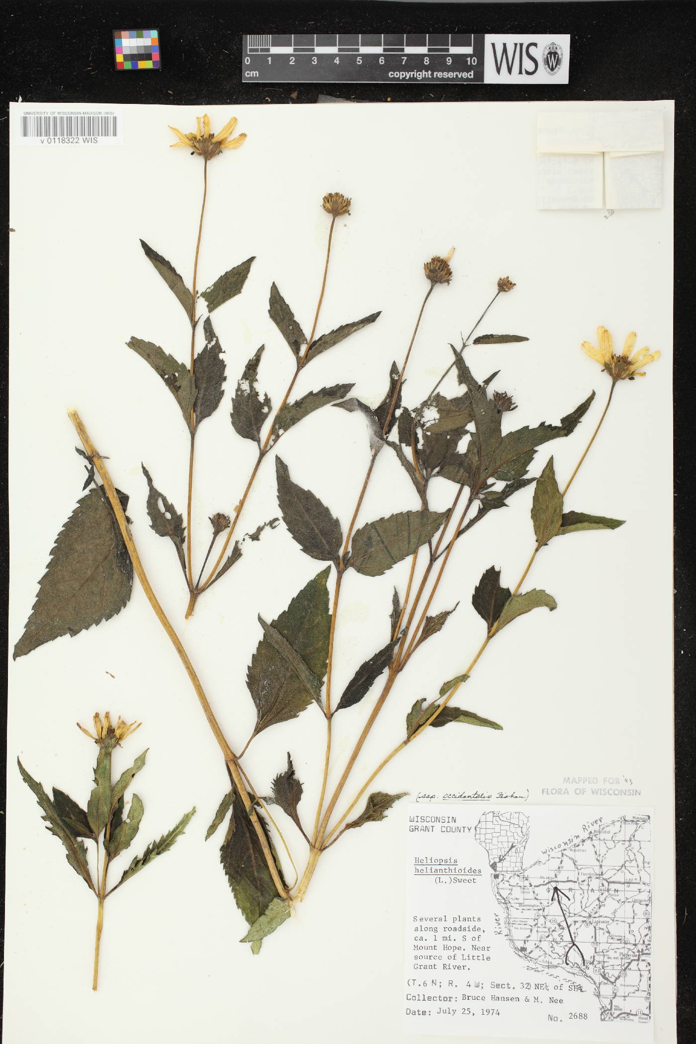 Heliopsis helianthoides var. scabra image