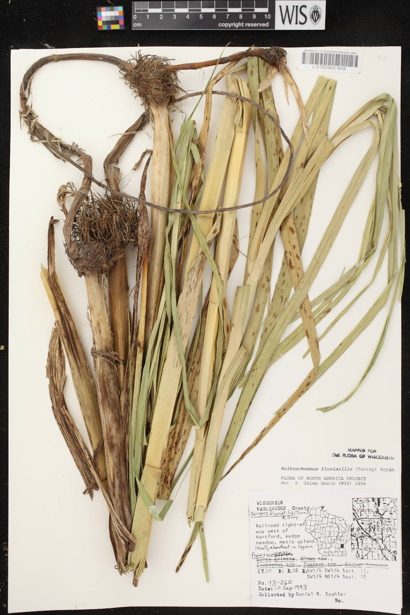 Bolboschoenus fluviatilis image