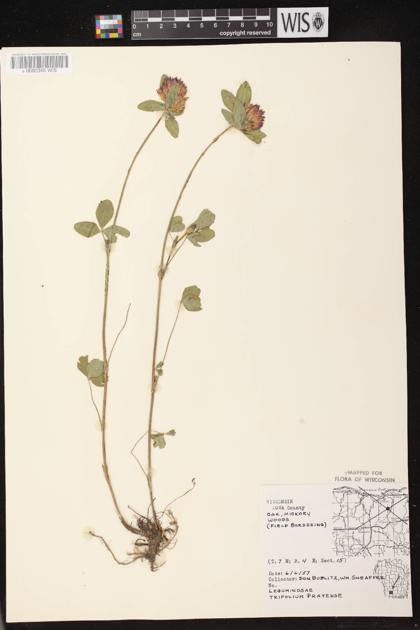 Trifolium pratense image