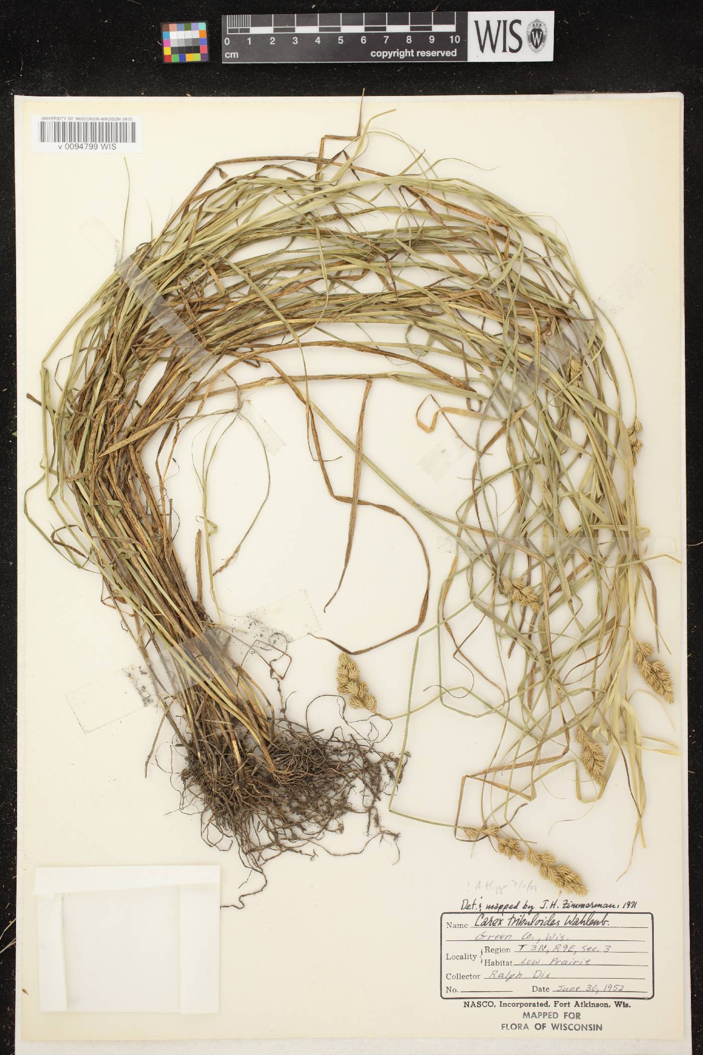 Carex tribuloides var. tribuloides image