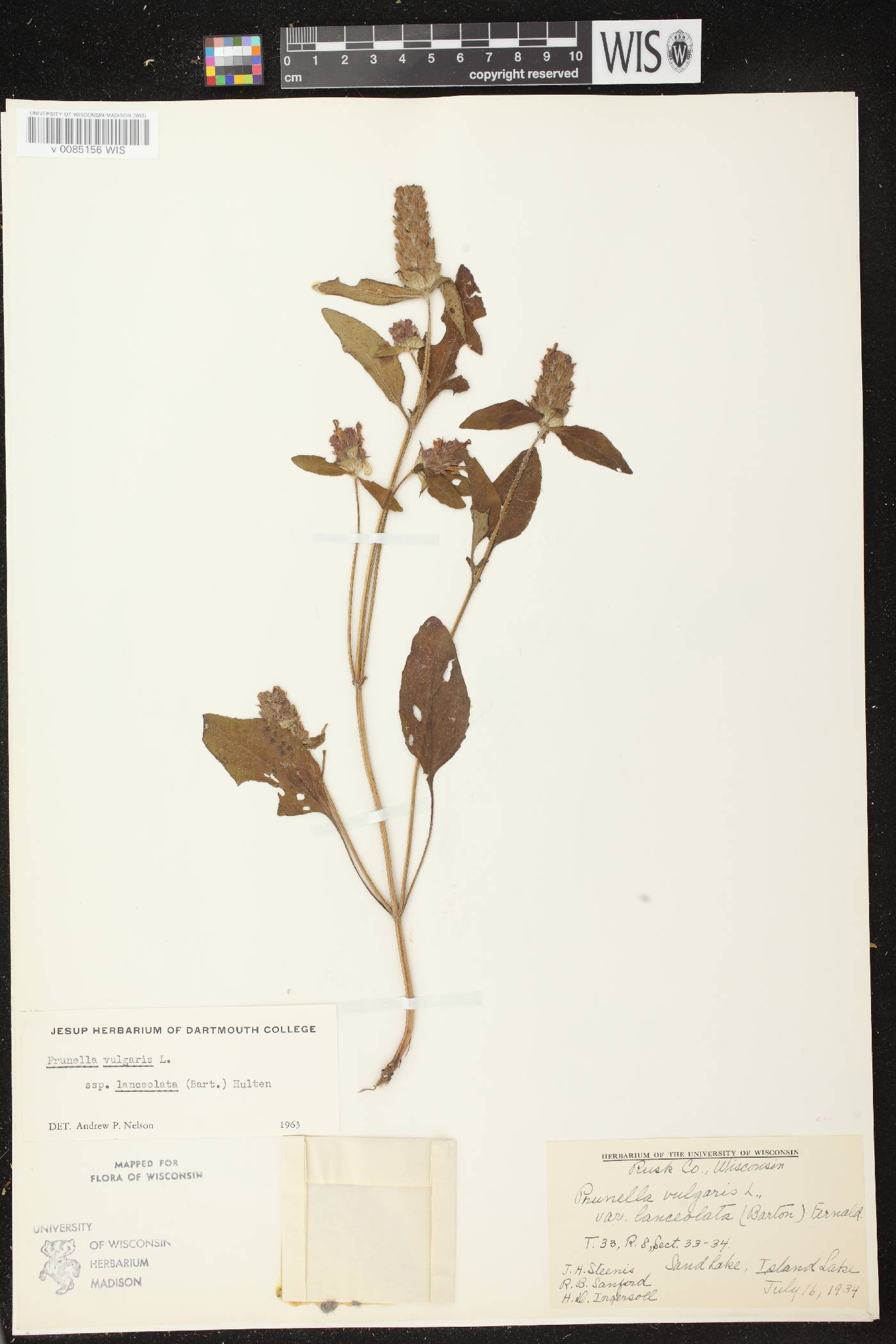 Prunella vulgaris subsp. lanceolata image