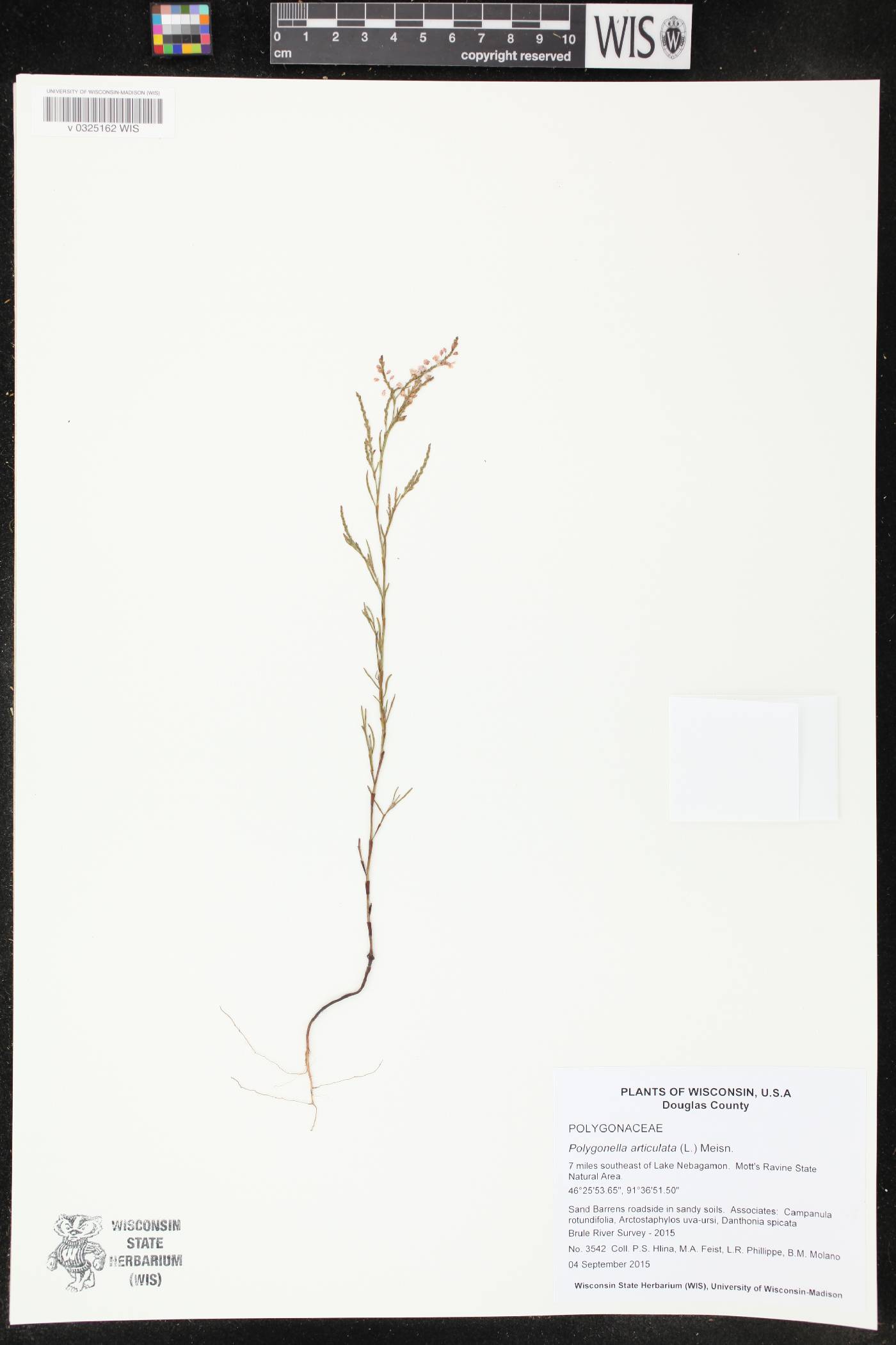 Polygonella articulata image