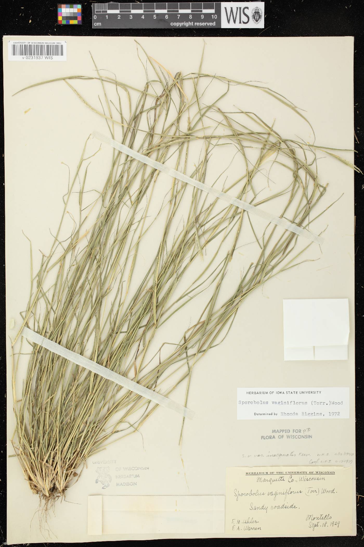 Sporobolus vaginiflorus var. vaginiflorus image