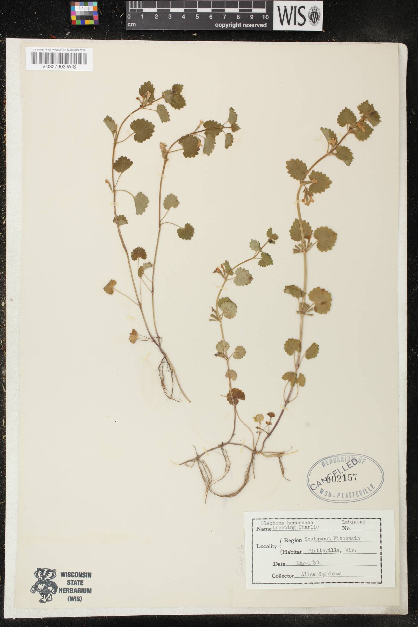 Glechoma hederacea image