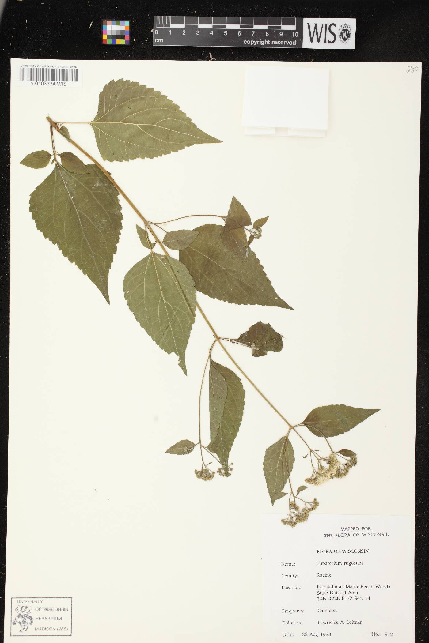 Ageratina altissima subsp. altissima image