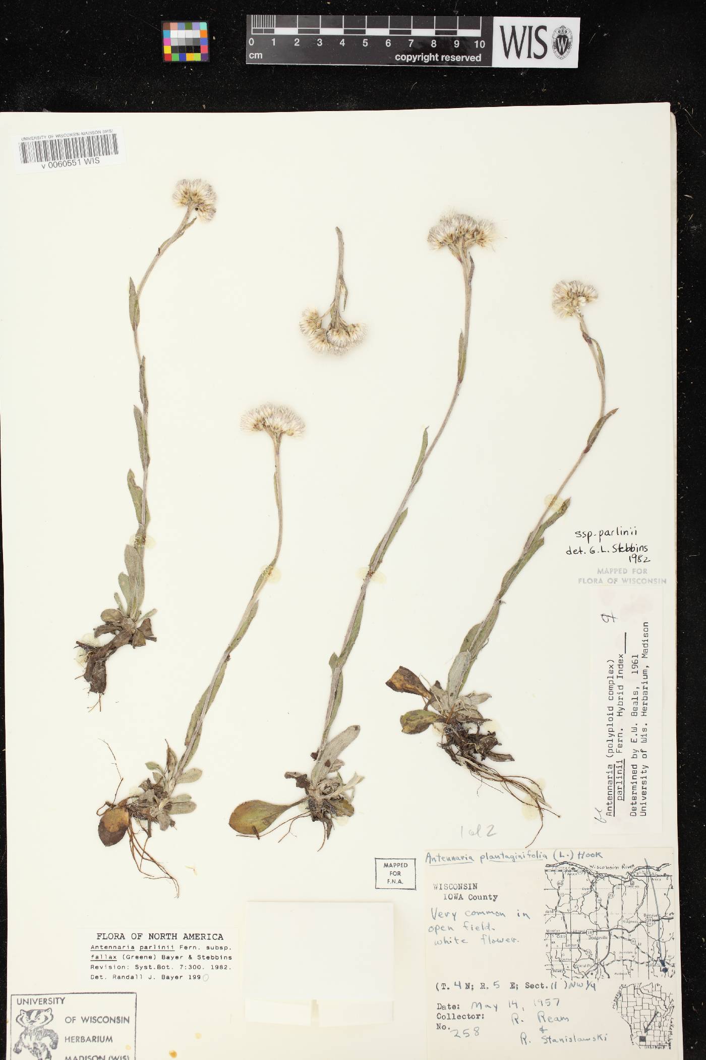Antennaria parlinii subsp. fallax image
