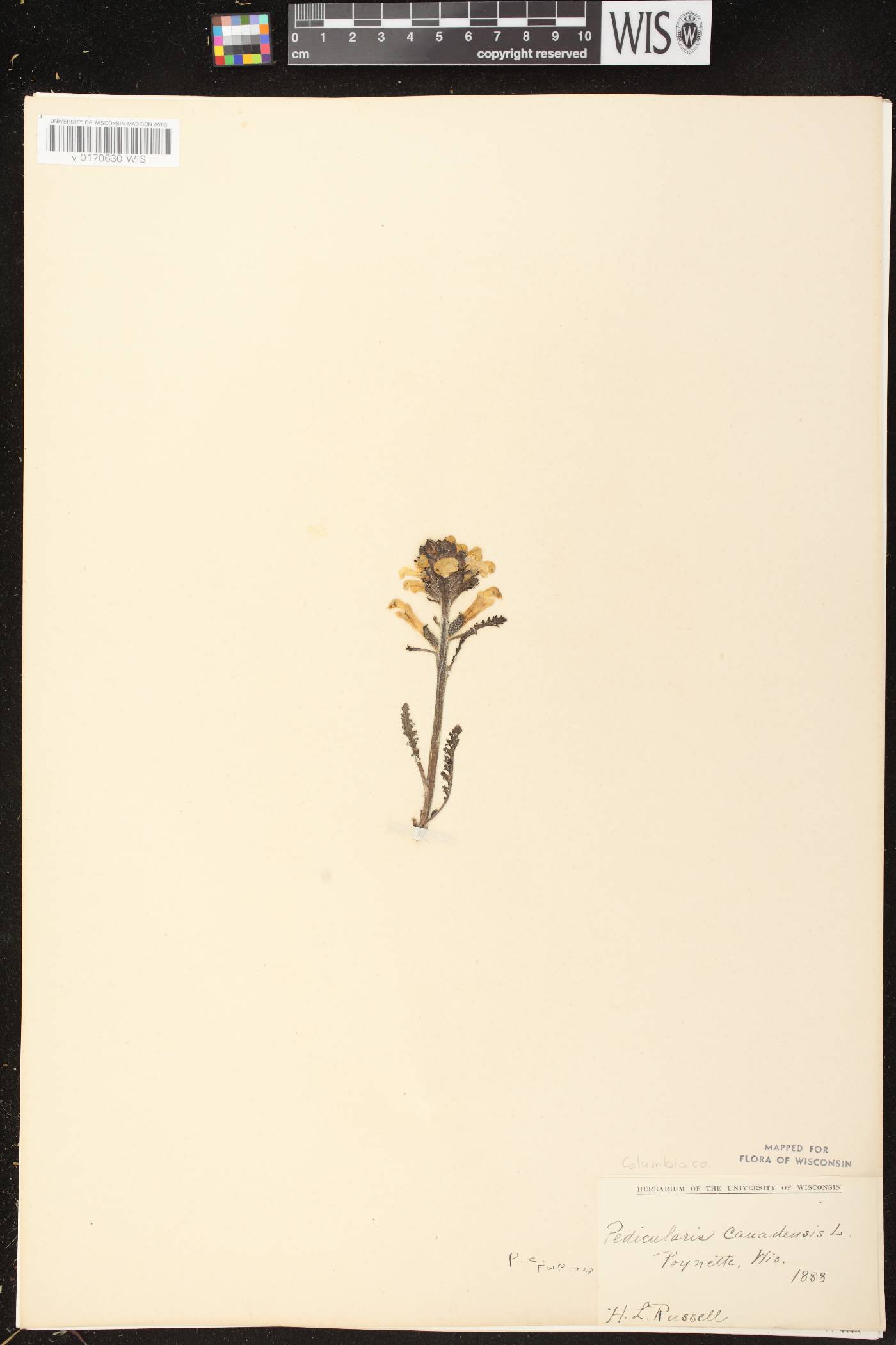 Pedicularis canadensis subsp. canadensis image