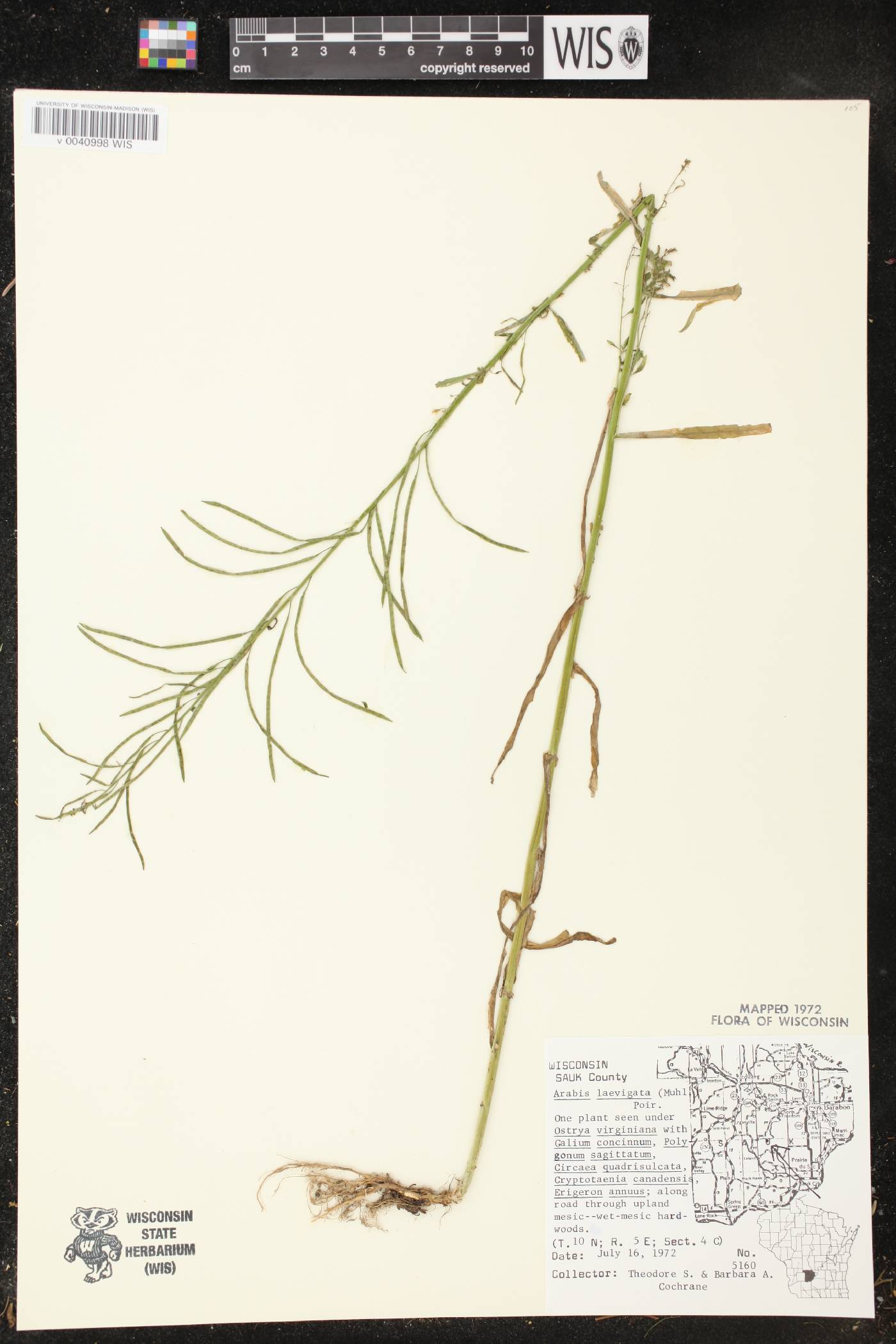 Boechera laevigata image