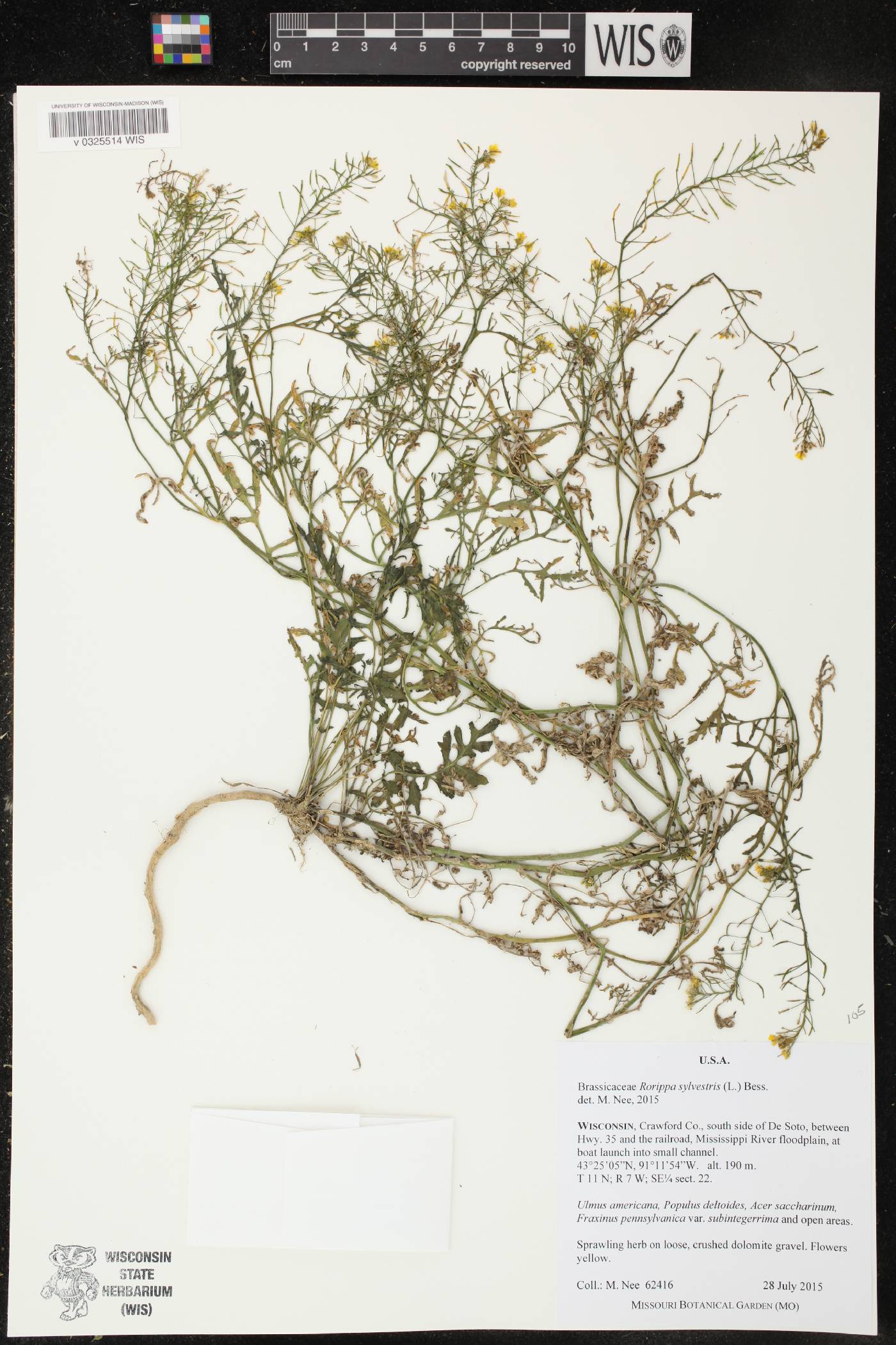 Rorippa sylvestris image