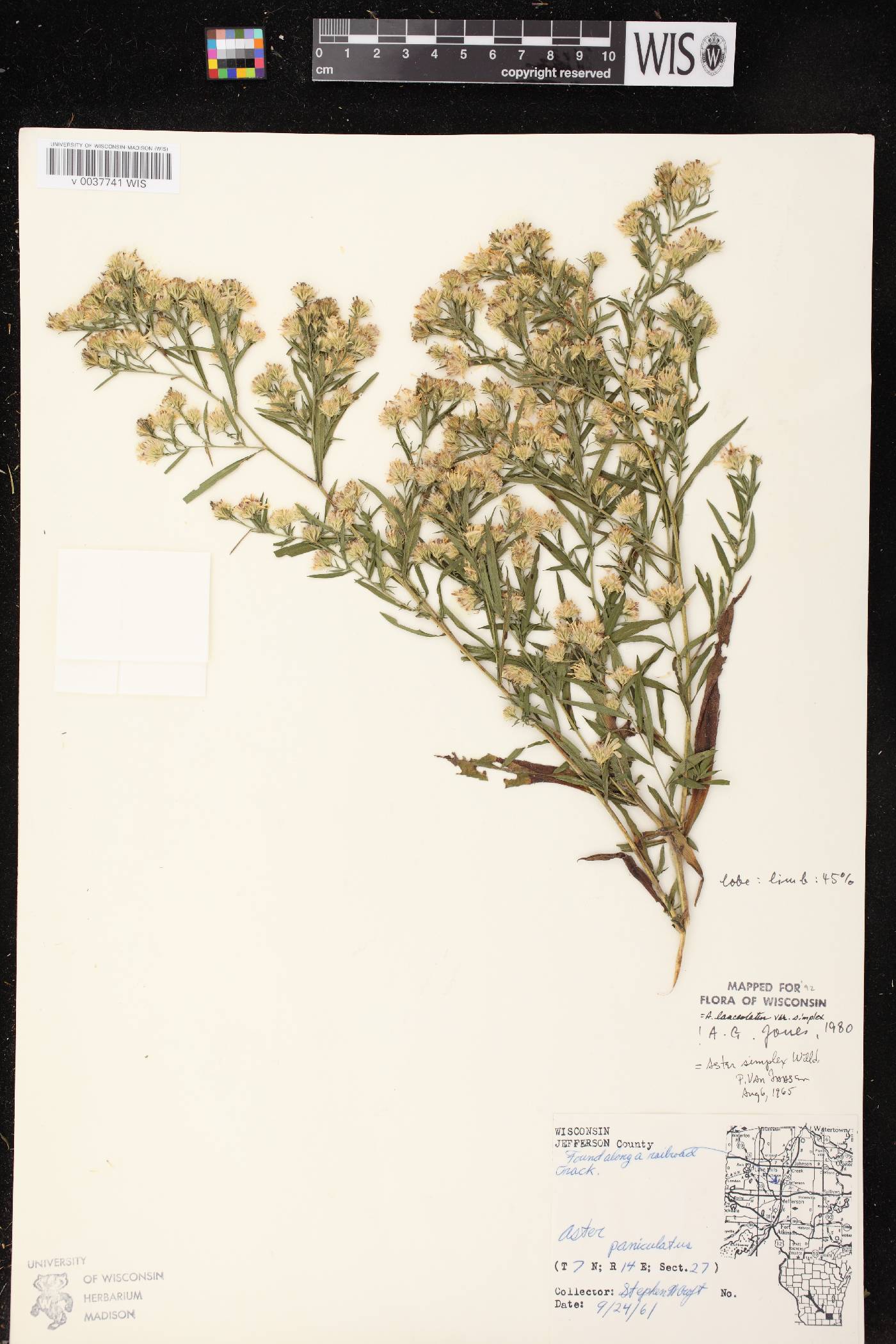 Symphyotrichum lanceolatum var. lanceolatum image
