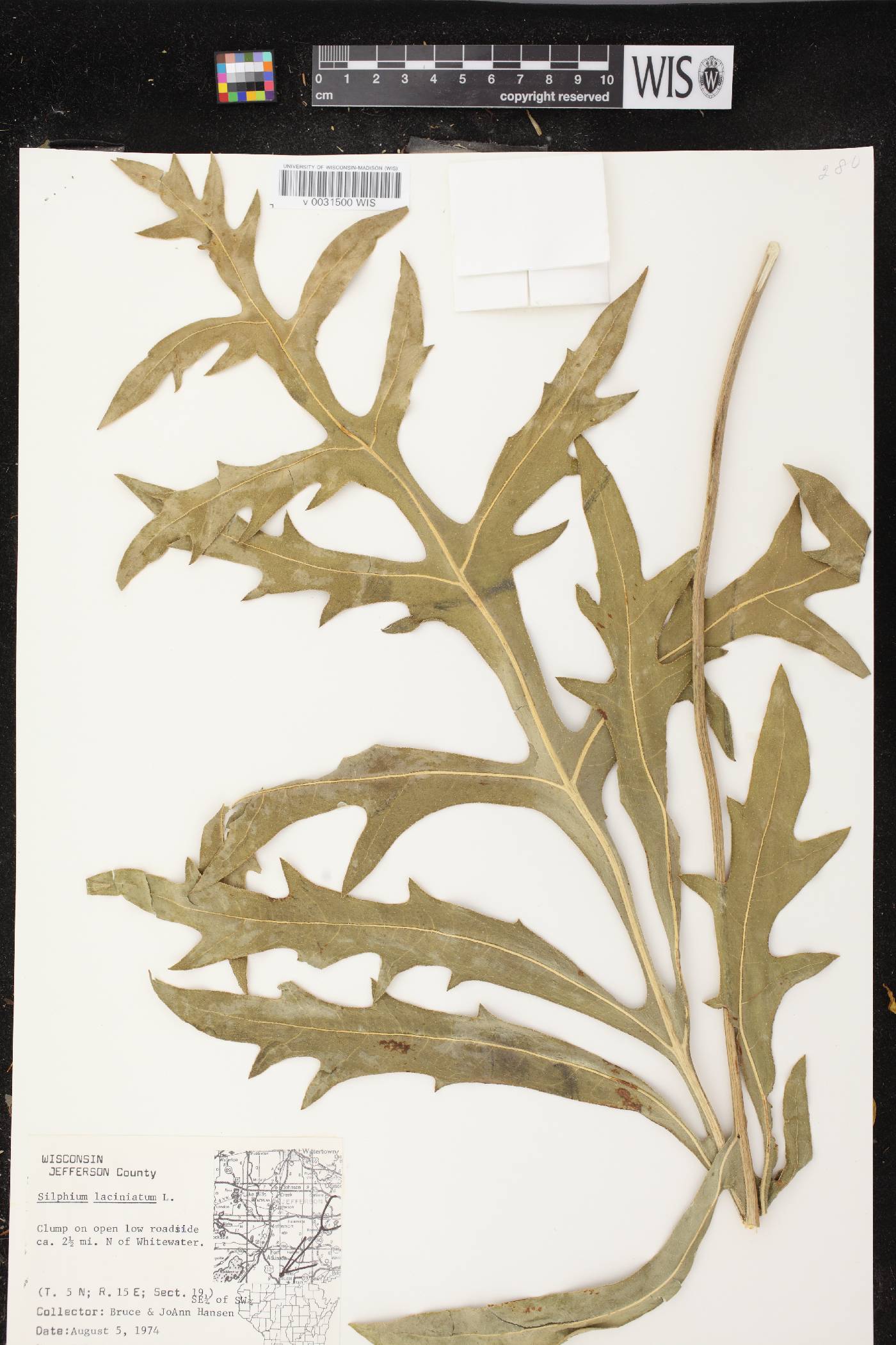 Silphium laciniatum image