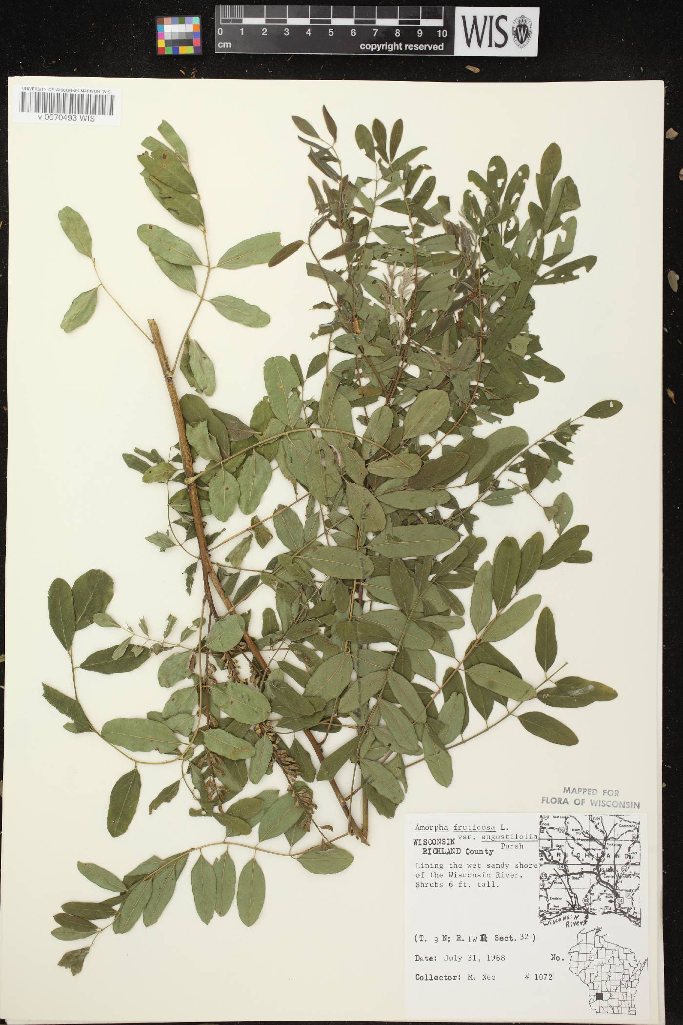 Amorpha fruticosa image
