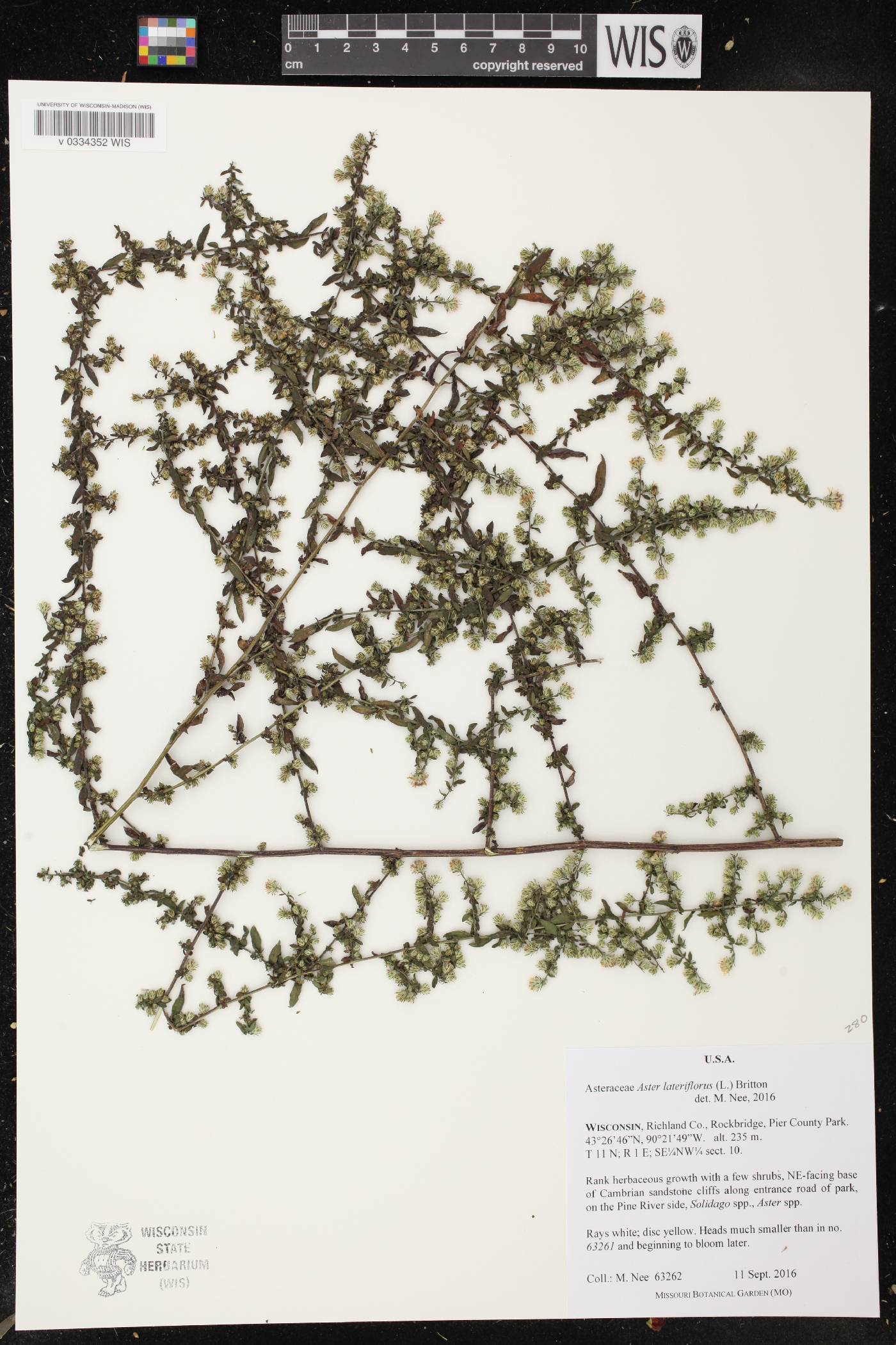 Symphyotrichum lateriflorum image