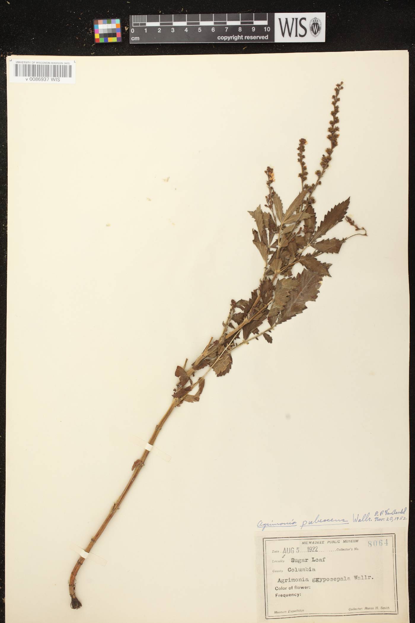Agrimonia pubescens image
