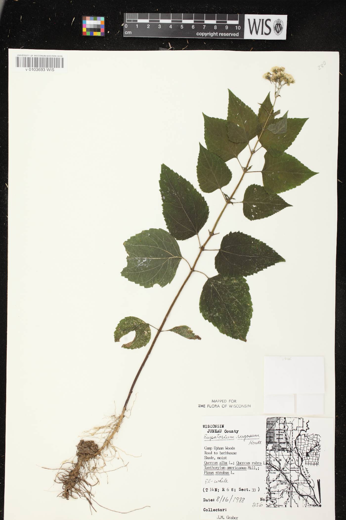 Ageratina altissima subsp. altissima image