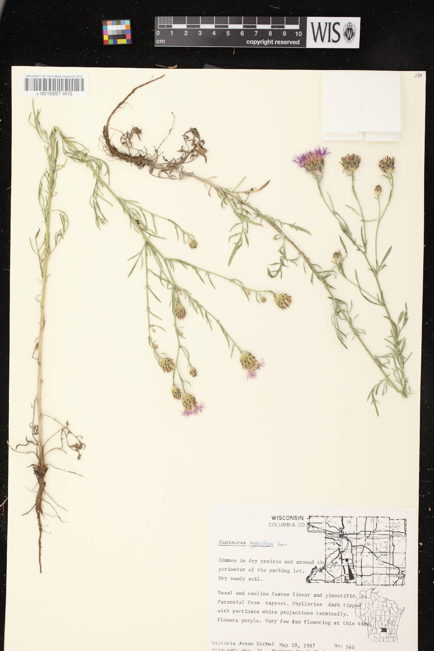 Centaurea stoebe subsp. micranthos image