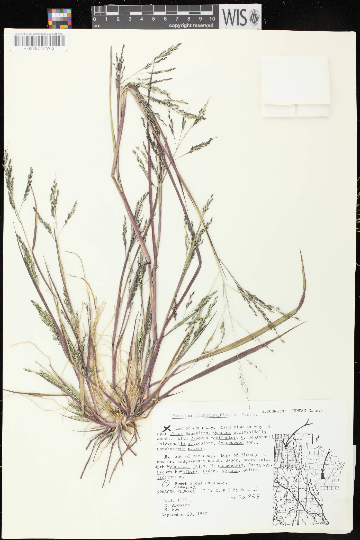 Panicum dichotomiflorum subsp. dichotomiflorum image