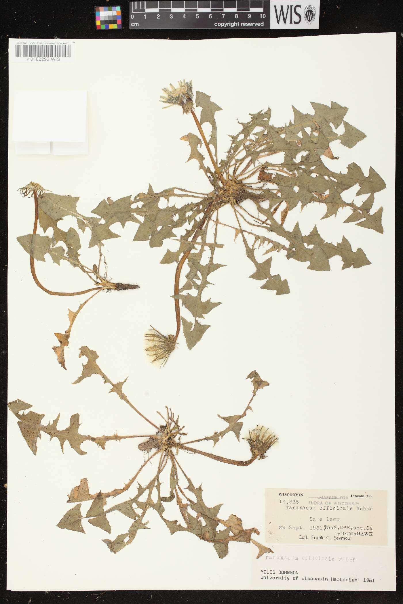 Taraxacum officinale image