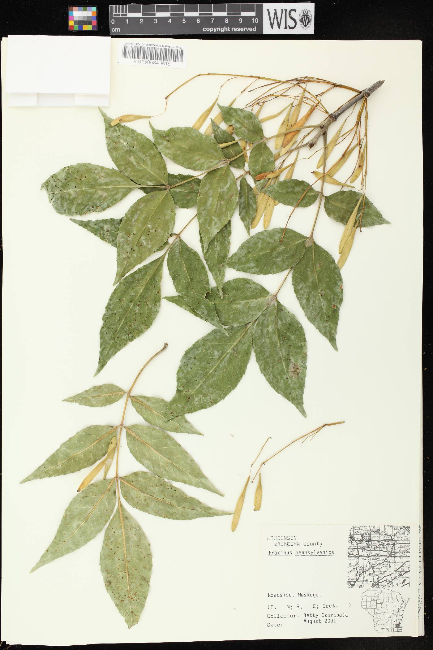 Fraxinus pennsylvanica image