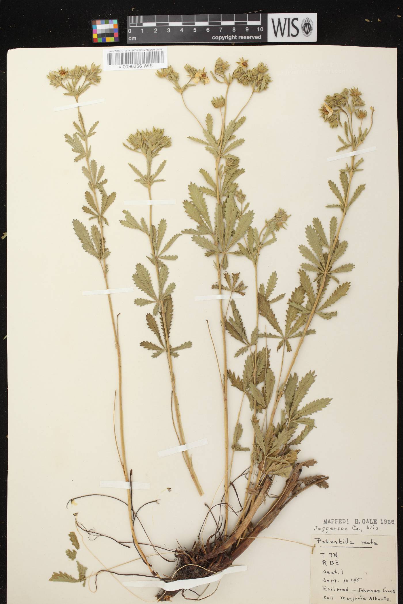 Potentilla recta image
