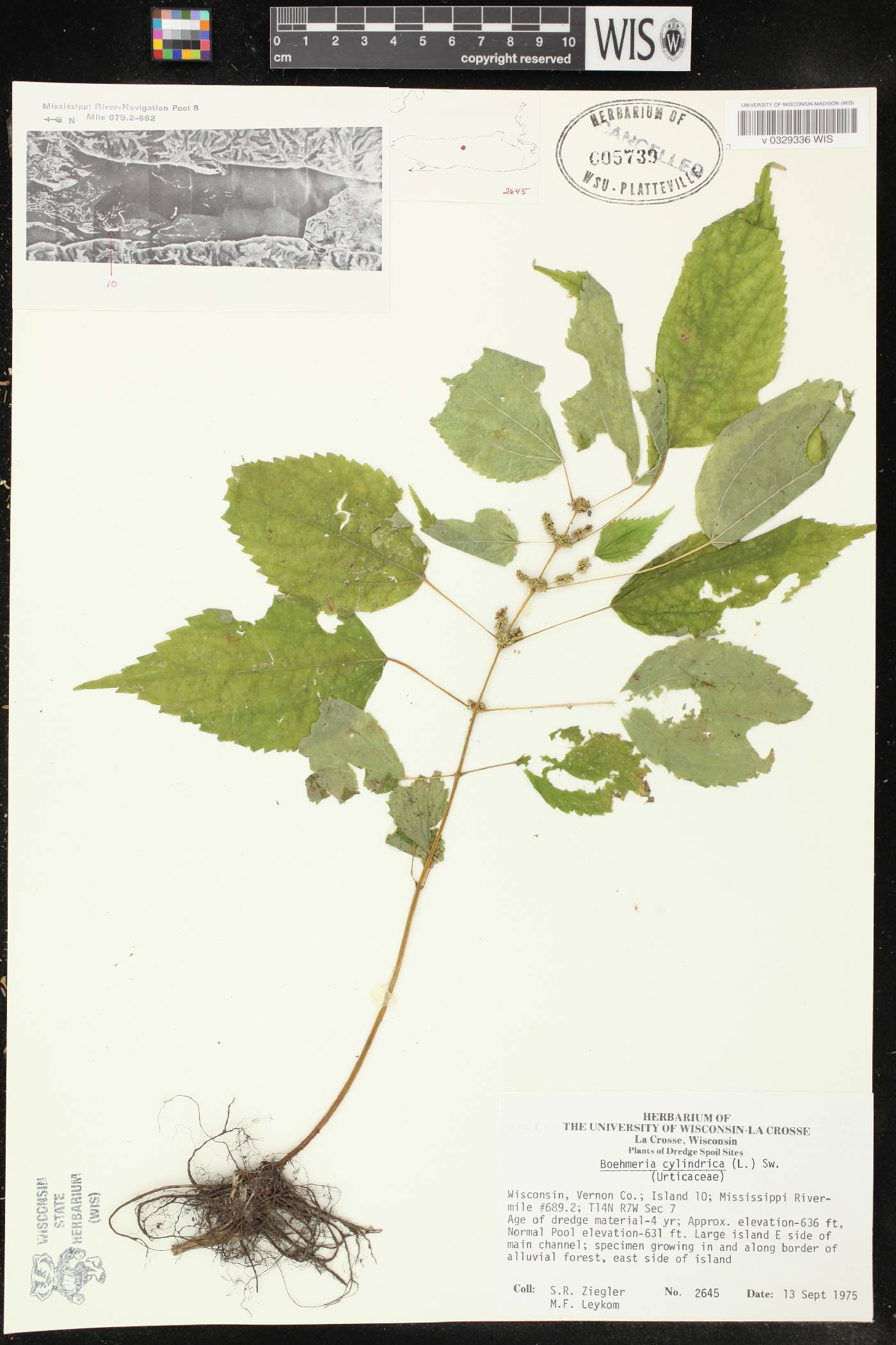 Boehmeria cylindrica image