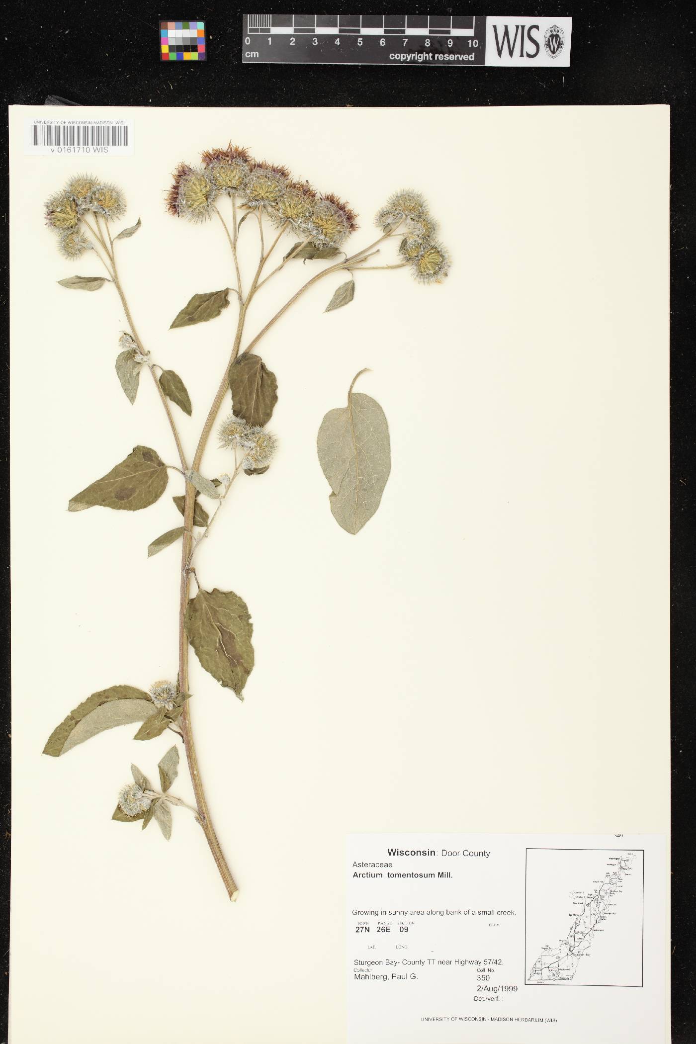 Arctium tomentosum image