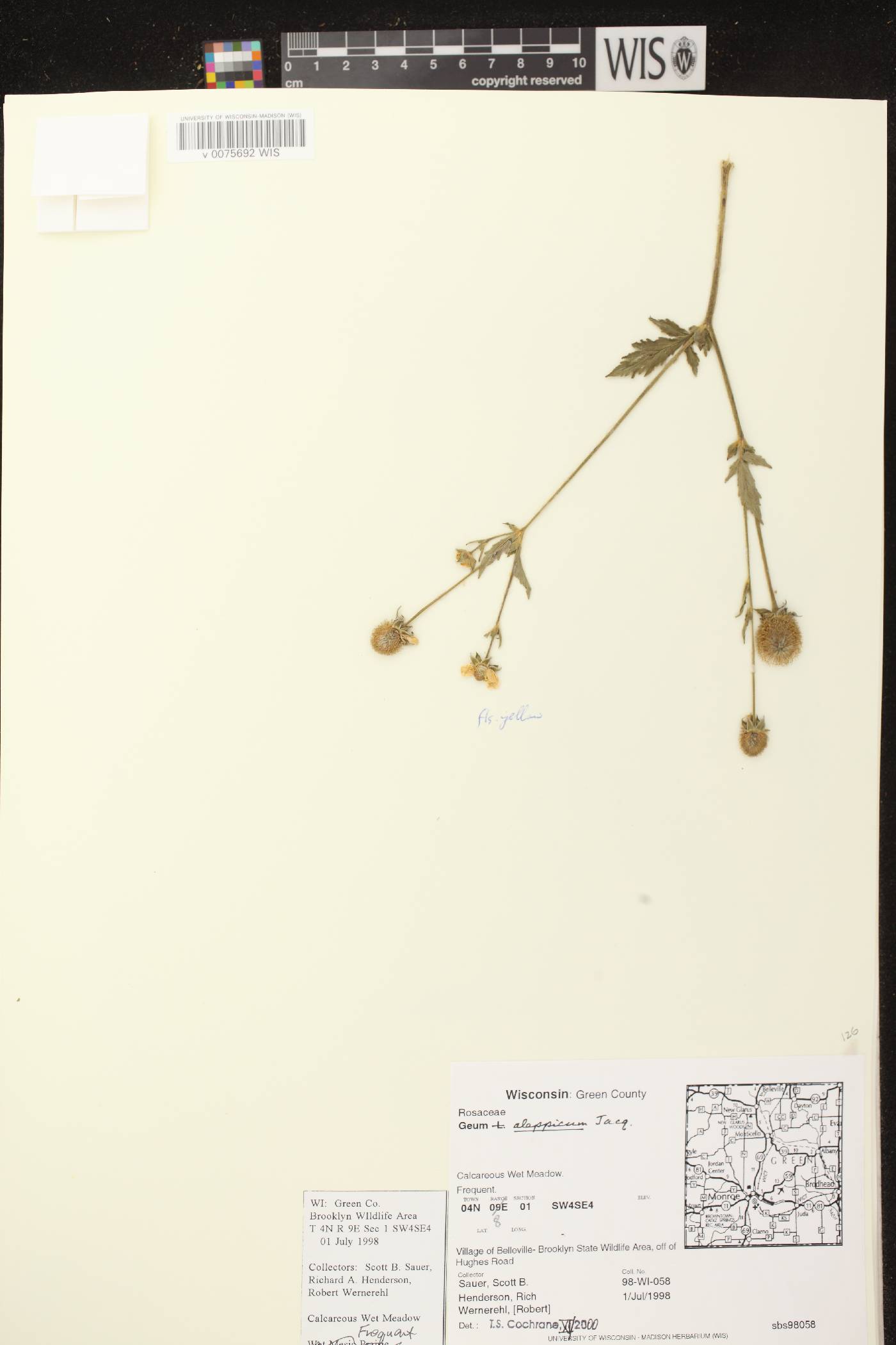 Geum aleppicum image